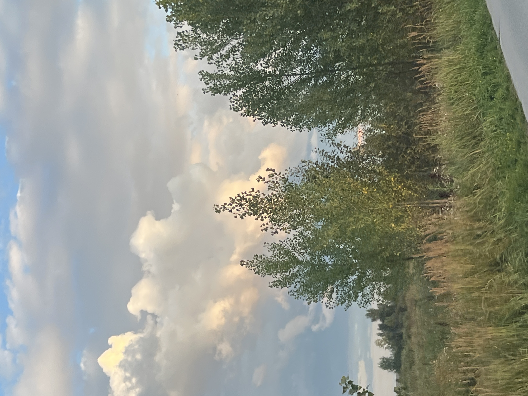 The image shows a landscape with a cloudy sky, trees, and tall grass. The sky is filled with a mix of white and gray clouds, with patches of blue sky visible. The clouds are illuminated from behind, giving them a soft, glowing appearance. In the foreground, there is a field of tall grass, with some dry stalks mixed in with the green. Several trees are visible in the background, with dense green foliage. The trees on the right are taller and more prominent than those on the left. A paved road is visible at the bottom right corner of the image. The overall impression is of a natural, rural setting. There are no people or animals visible in the image. The image appears to have been taken during daylight hours, likely in the late afternoon or early evening, given the warm lighting on the clouds.