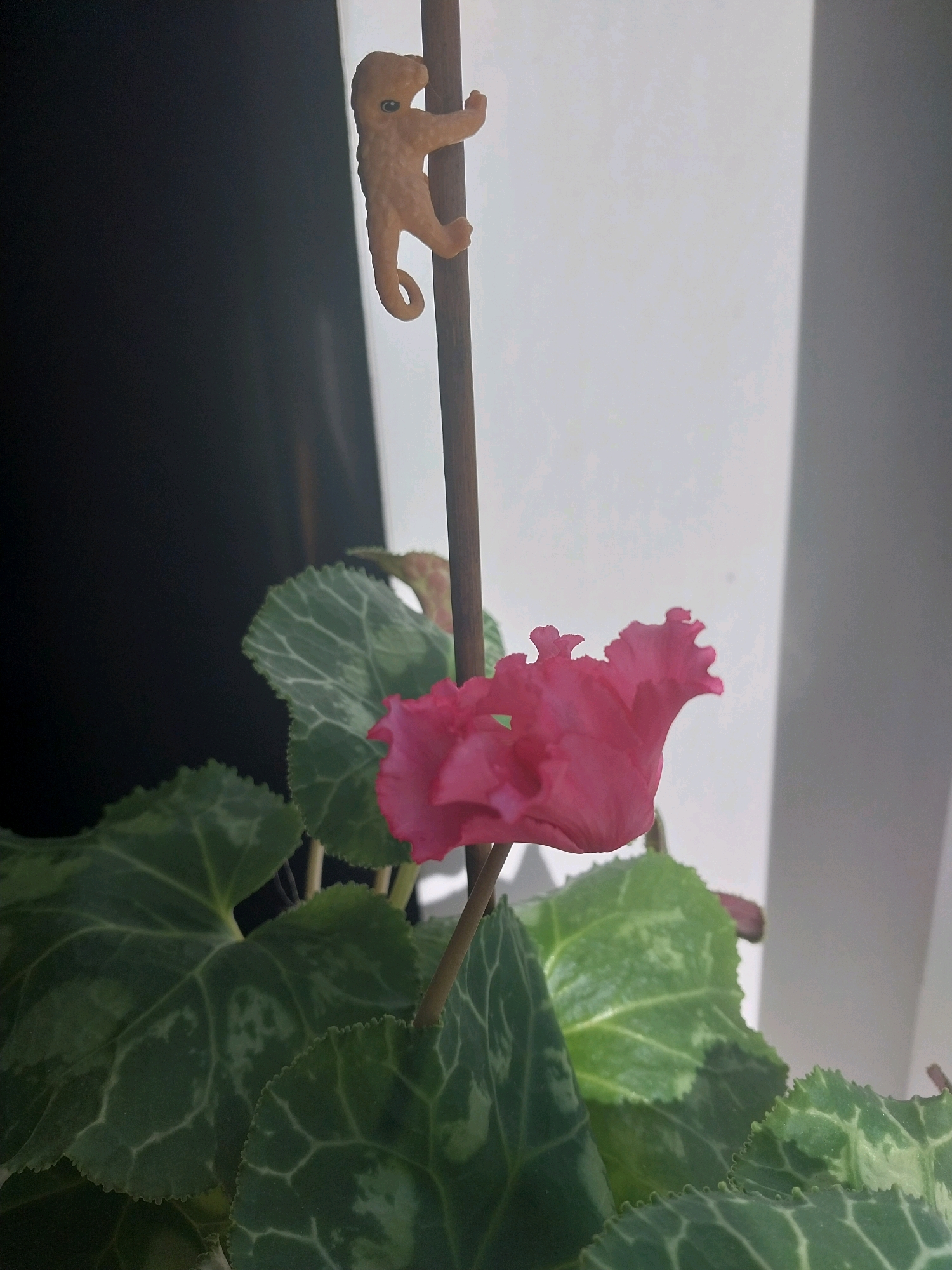 A close-up, slightly angled shot focuses on a pink cyclamen flower and its textured green leaves. A thin wooden stake is positioned vertically in the center of the frame, with a small, light brown plastic toy monkey clinging to it. The monkey is oriented head-up, with its arms and legs wrapped around the stake. In the background, a dark curtain is visible on the left, and a bright, diffused light source illuminates the right side of the scene, casting soft shadows. The image was taken indoors, likely in a residential setting in Dnipro, Ukraine, as indicated by the specific location data.