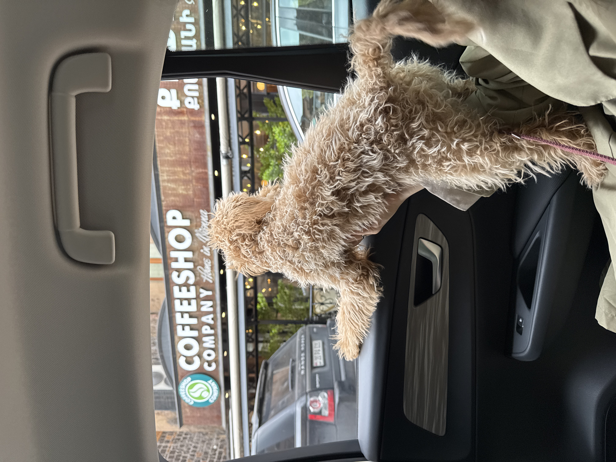 The image is taken from inside a car, possibly a Range Rover, and shows a golden doodle dog with a pink leash hanging its head out of the car window. Outside the window is a building with a sign that reads "COFFEESHOP Company Home is Where it Starts." The vehicle is passing by a coffee shop in Yerevan, Armenia. The time of day appears to be daytime.