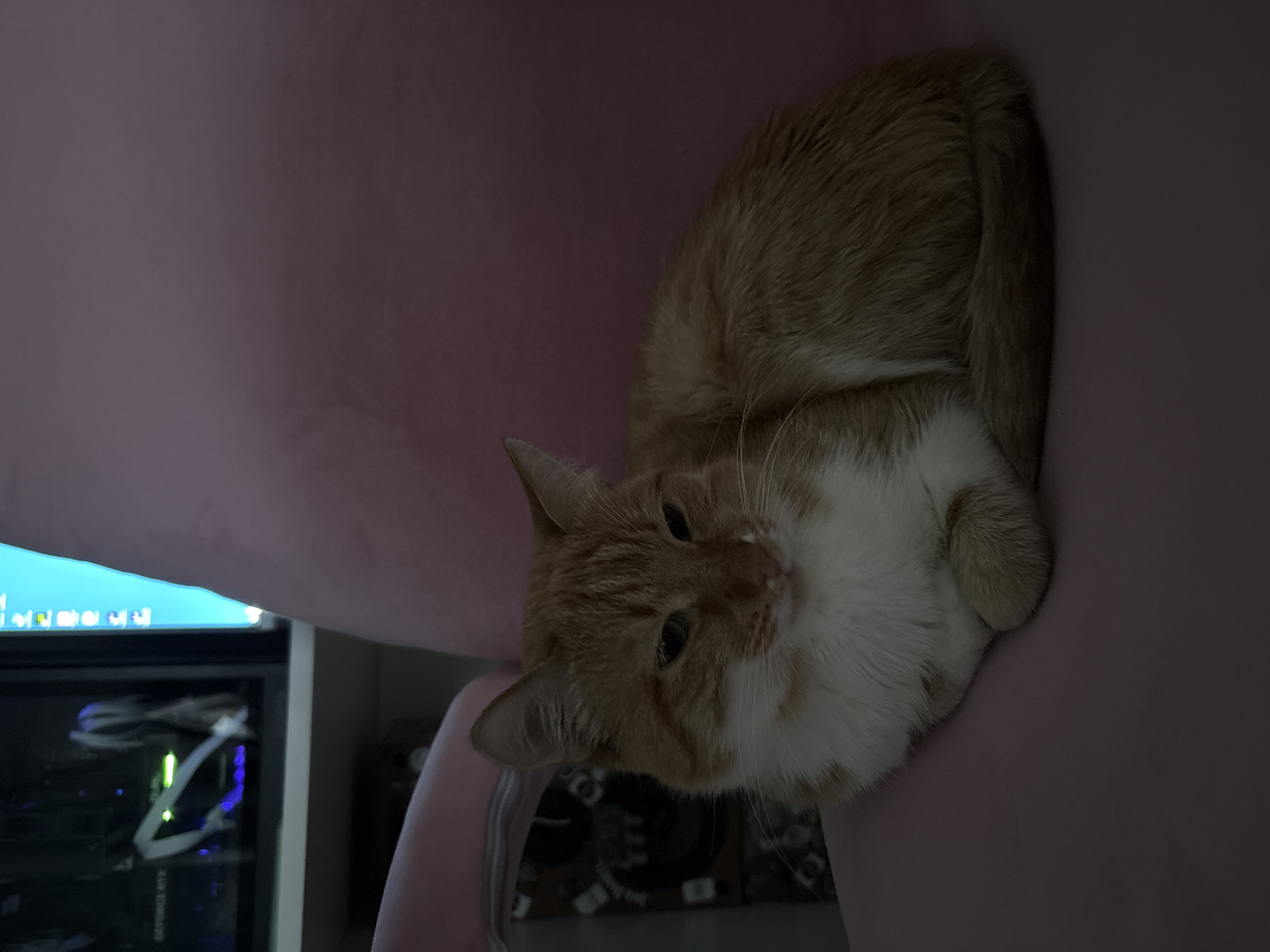 A ginger and white cat is sitting in a pink chair. Part of a computer tower with illuminated components and a monitor are visible in the background to the left. The location in the city of Zheleznogorsk, Russia is not discernible from the visual information.