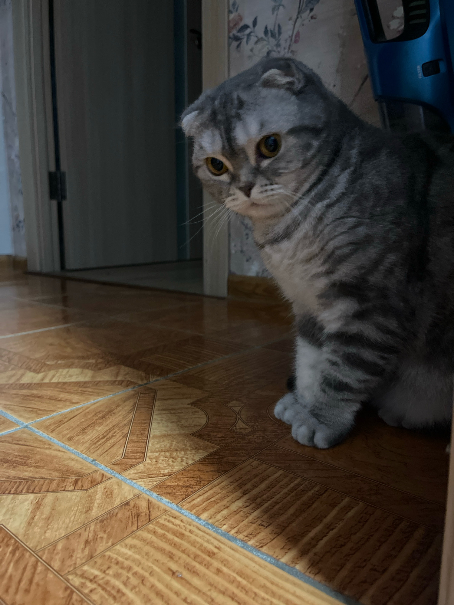 A Scottish Fold cat is sitting on a brown tiled floor in what appears to be an indoor environment. The cat is predominantly gray with darker tabby markings and has characteristic folded ears and yellow eyes. The floor tiles have a wood-like pattern. In the background, a doorway leading to another room is visible, with a sliver of a blue object, possibly a vacuum cleaner, to the right of the cat. The lighting is dim, with shadows cast on the floor. There is no indication of the cat's location in the city of Chaikovsky, Russia.