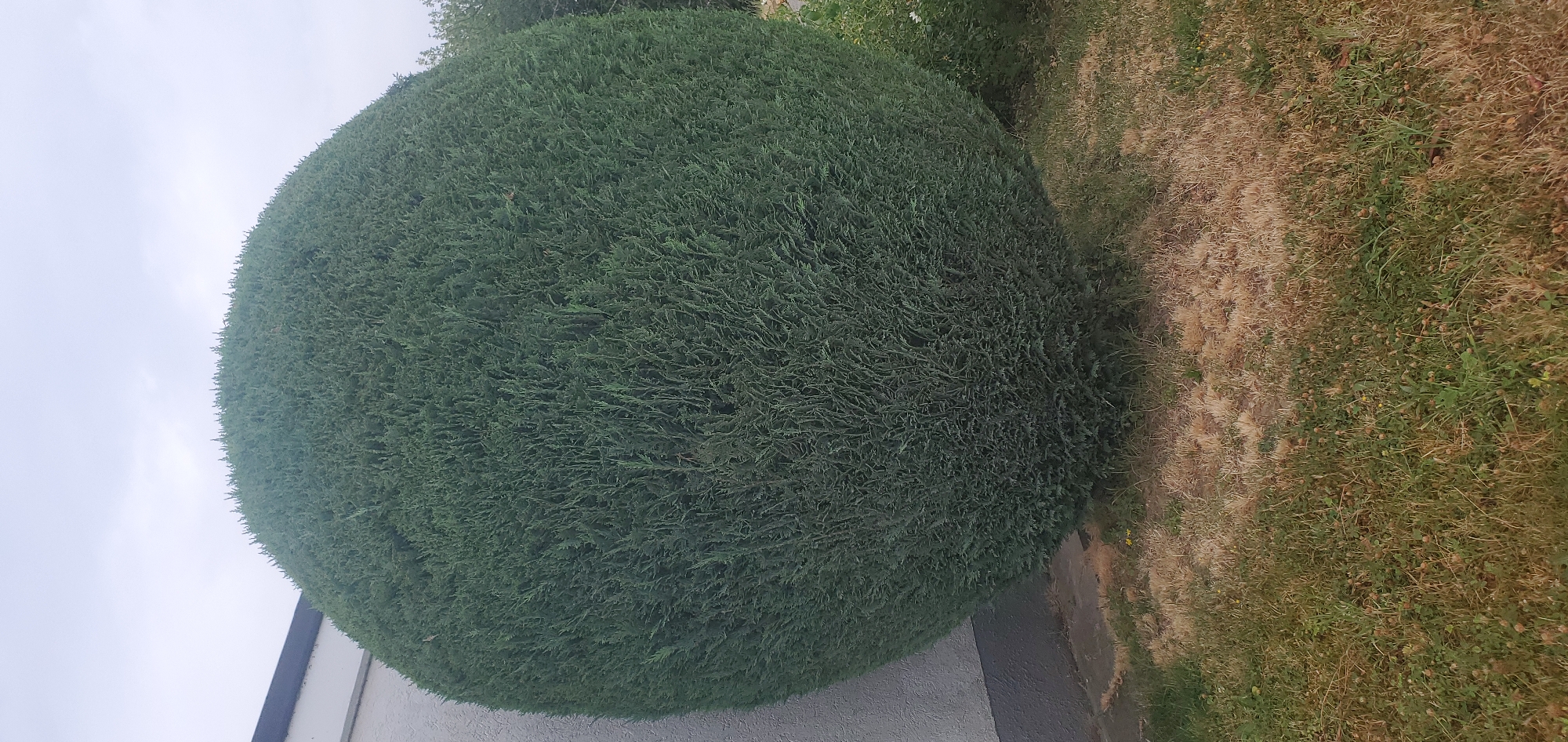 A large, perfectly spherical evergreen bush is positioned in front of a building with a grey, textured wall and a dark roofline. The bush is dark green and densely packed with needle-like leaves, creating a smooth, rounded surface. The ground in front of the bush consists of dry, brown grass mixed with patches of greener, clover-like vegetation. A grey, paved walkway or foundation is visible at the base of the building, extending towards the bush. The sky above is overcast and pale. The scene appears to be an outdoor residential or commercial property in Lauf, Germany, with the spherical bush serving as a prominent ornamental feature.