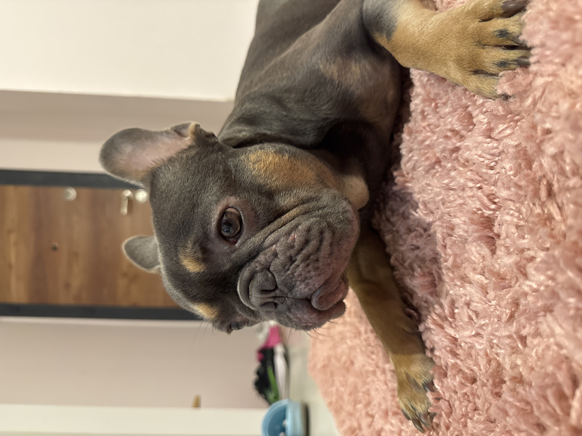 A grey and tan French bulldog lies on a pink shag rug in an indoor setting, likely a home. The dog is facing to the left, with its head turned slightly towards the viewer. Its eyes are open and dark brown. Behind the dog, a wooden door is visible, along with a portion of a wall painted a pale pink. To the left of the dog, on the floor, are a pair of blue slip-on shoes and a pair of athletic shoes. The scene is well-lit, with a soft focus that blurs the background details. The specific location in Burgas, Bulgaria cannot be determined from the image alone.