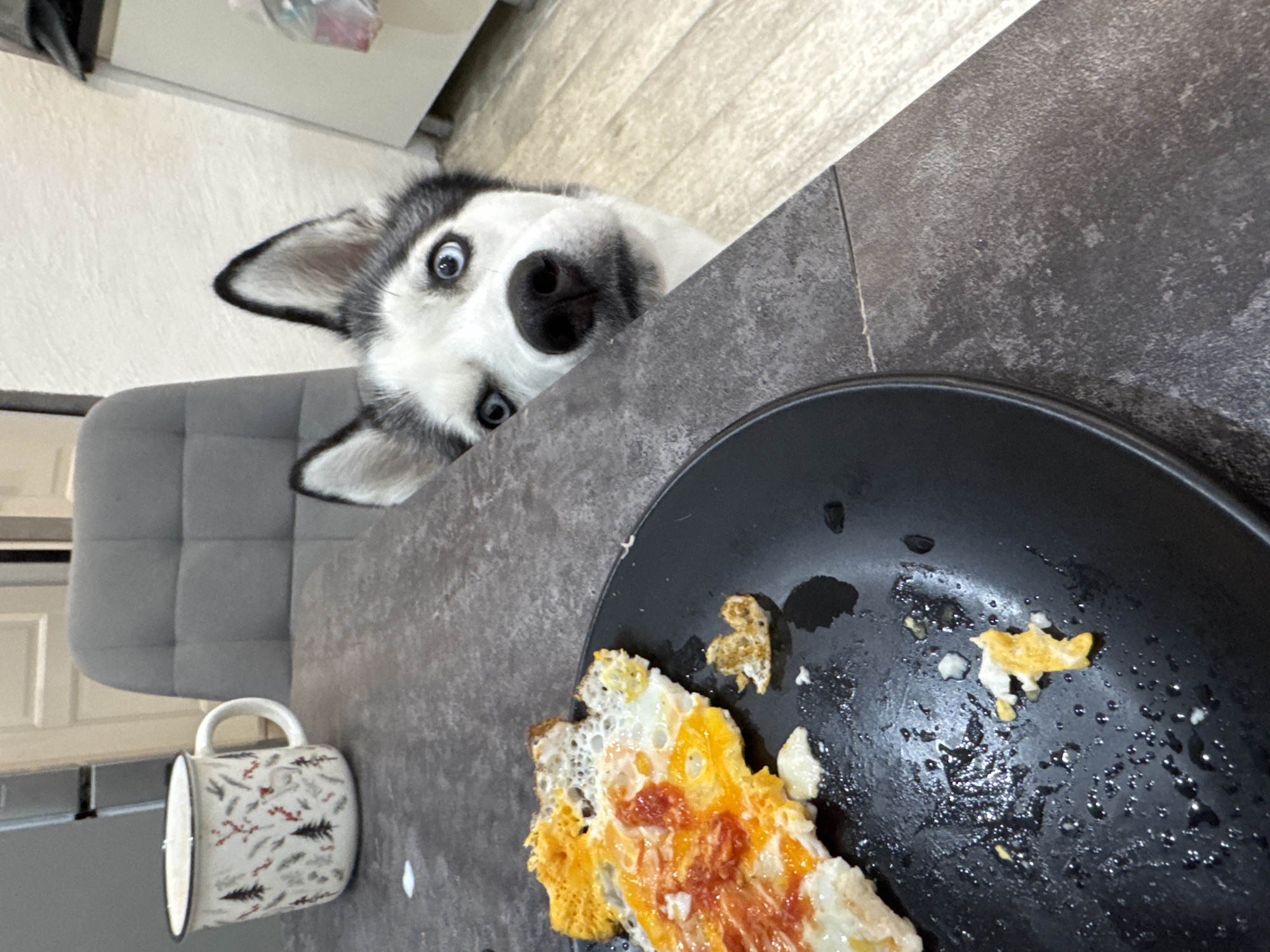 A husky dog with striking blue eyes and black and white fur is captured peering over the edge of a dark grey table, looking directly at the camera with an intense, curious, and slightly comical expression. Its head and ears are visible as it peeks from the lower left corner of the frame (if viewed upright).
On the table in front of the dog is a black plate containing remnants of a meal, specifically a partially eaten fried or scrambled egg with some red seasoning or sauce visible. Next to the plate, on the left side of the table, sits a white ceramic mug with a handle, decorated with a festive pattern of dark evergreen trees and red and grey leaf-like motifs.
The background shows a light-colored wall or surface, possibly with a subtle texture, and a grey upholstered chair with a tufted back is partially visible behind the dog, suggesting an indoor setting like a kitchen or dining area. The overall scene depicts a common moment of a pet intently observing human food, likely hoping for a share. There is no visible text in the image.