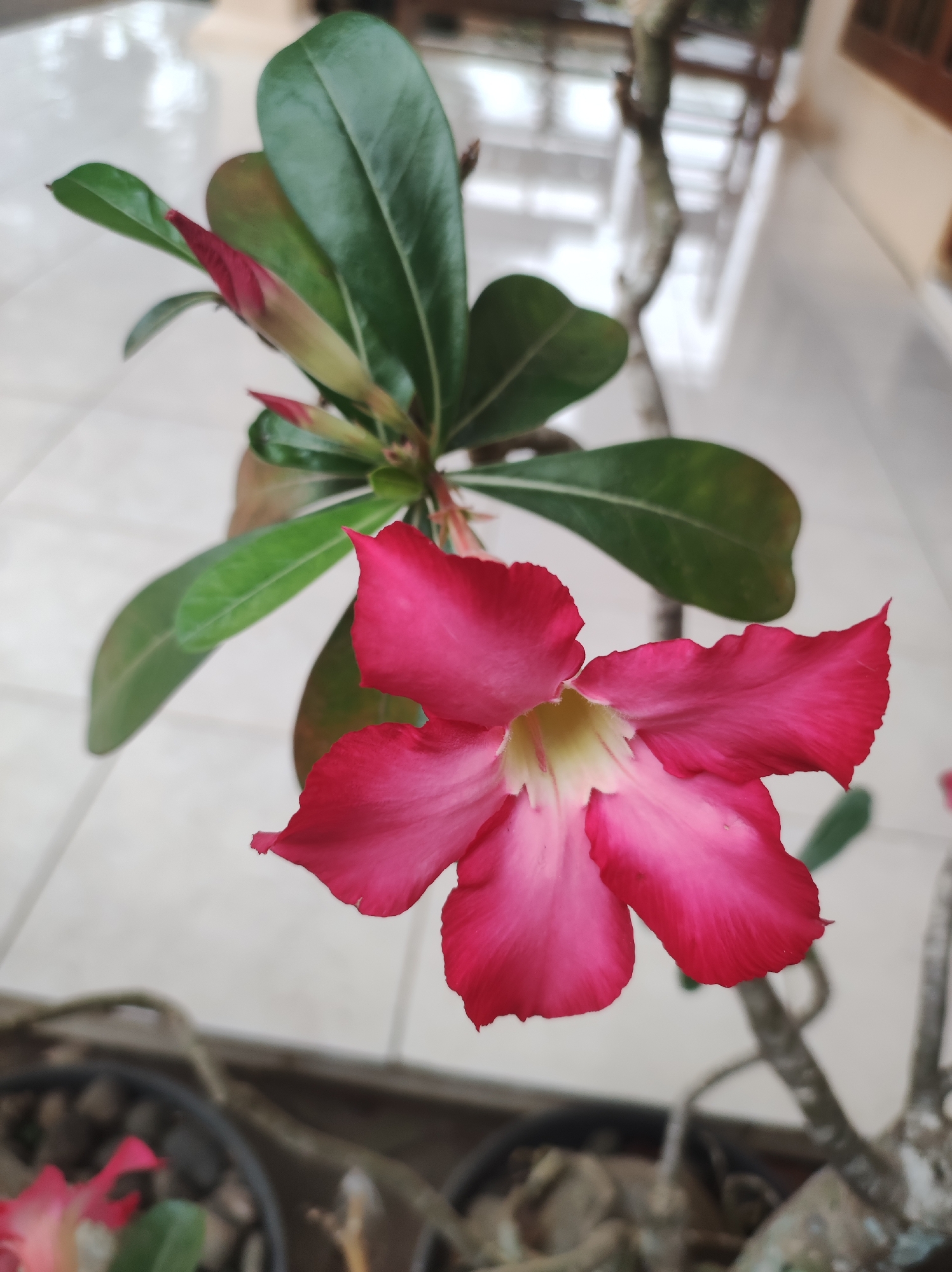 A close-up, eye-level, vertical shot features a vibrant pink Adenium flower in full bloom, its petals tinged with white at the center. The flower's surface exhibits a slight ruffled texture along the edges. Above the bloom, several dark green leaves and two unopened pink buds are visible, stemming from a branch. The background is softly blurred, revealing a tiled floor and the trunk of the plant. The image appears to have been taken outdoors, possibly in a residential area in Mojopuro, Indonesia, as suggested by the flooring and the style of the plant's container. No individuals are present in the frame.
