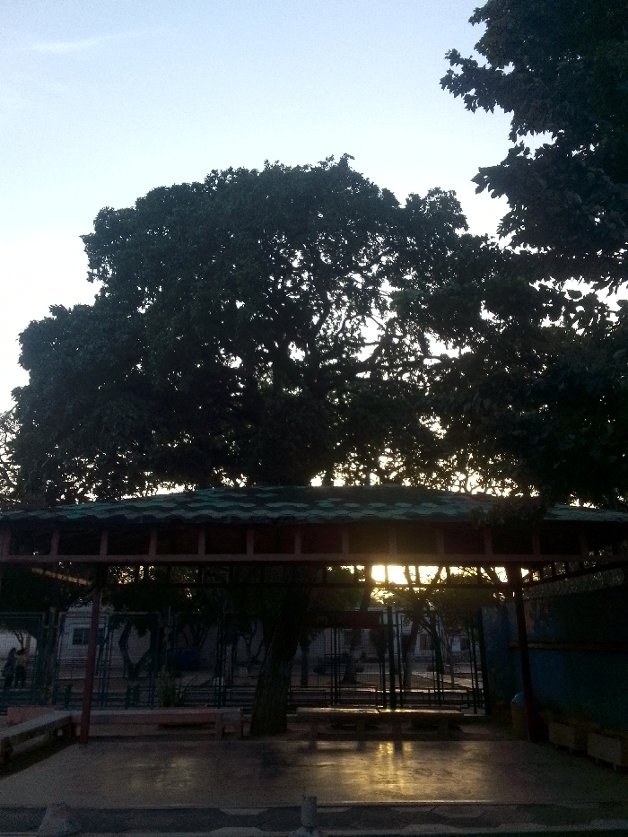 An open structure with a corrugated roof sits beneath the silhouette of large trees. Sunlight streams through the structure's openings. The ground inside the structure reflects the light, creating a bright, golden glow. In the background, a fence and additional trees can be seen. The sky is a pale blue. The lighting gives a sense of dusk or early evening.