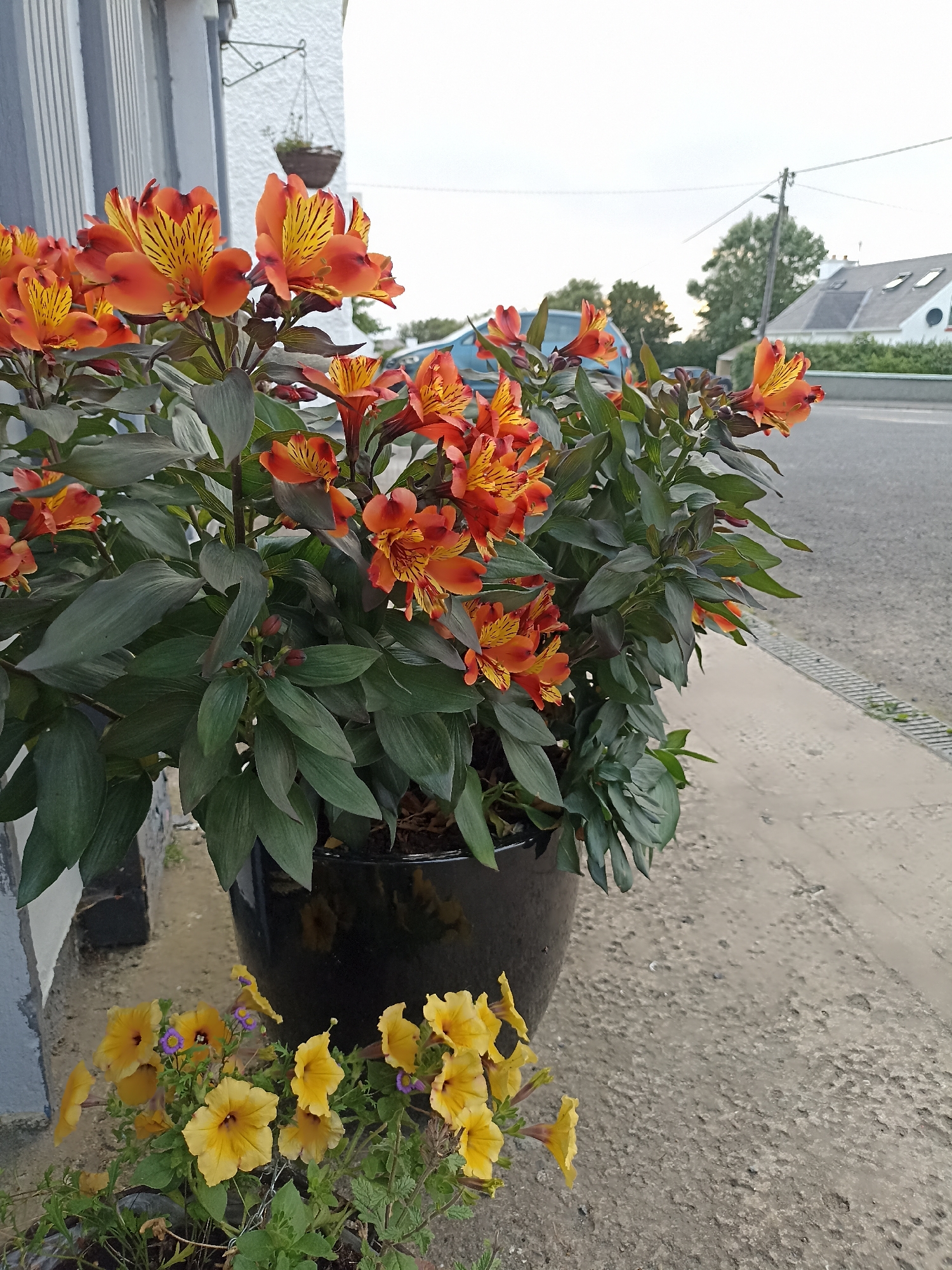 The image shows a close-up of two potted plants in front of a building on a street in Annagry, Ireland. The larger pot, in the foreground and to the left, contains a lush plant with numerous vibrant orange and yellow flowers that have dark red stripes. The flowers are a type of Alstroemeria, also known as Peruvian lilies. The plant has dark green foliage. To the right of this pot, and slightly lower, is a smaller pot containing yellow petunias and some smaller purple flowers. The building behind the plants has a white, textured facade with vertical grey stripes on the left side. A hanging basket with greenery is attached to the wall. The ground in front of the pots is a concrete sidewalk. Beyond the sidewalk, a paved road is visible, with a car and trees in the background. The sky is overcast.