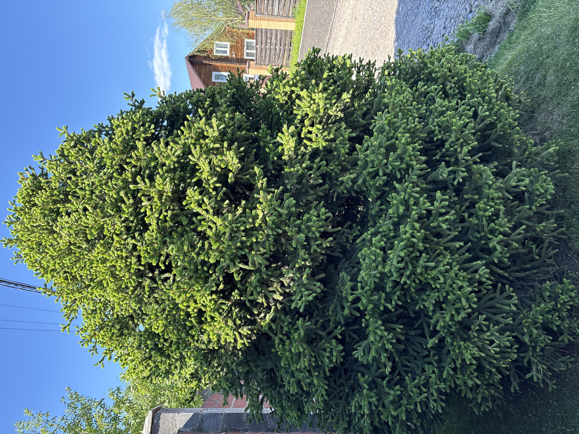 A medium shot captures a large, lush green bush that takes up a significant portion of the frame. The bush's texture is defined by numerous small, closely packed green needles. In the background, a two-story wooden building with a red roof is partially visible, hinting at a residential area. A cement walkway or road runs adjacent to the building. Overhead, a clear blue sky is visible, suggesting a sunny day. The composition is framed to show the bush as the primary subject, with the building and sky offering context to the setting. The scene is located in Unknown, Unknown.