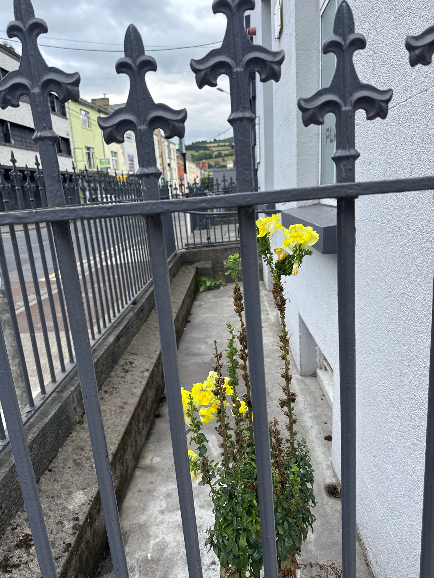 A metal fence with ornate finials is in the foreground, obscuring a view of a narrow pathway and some yellow snapdragon flowers growing in a planter. The pathway appears to be at a lower level than the street, which is visible through the fence. Buildings line the street in the background, painted in various colors, including green, yellow, and white. The sky is overcast. The image is likely taken in Clonmel, Ireland, given the architectural style and the type of streetscape.