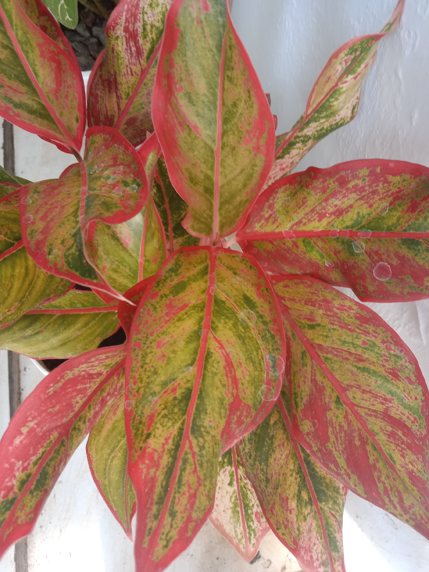 A close-up, top-down view of a potted Aglaonema plant with red and green variegated leaves is presented. The leaves are broad and lance-shaped, with prominent red veins and patches of green and yellow. Some leaves have water droplets on their surface. The plant is situated in a white pot, partially visible at the bottom left. In the background, a textured white wall is visible. The scene appears to be indoors or under a covered outdoor area, likely in a residential setting in Probolinggo, Indonesia, given the provided location context. There are no people or animals present in the image, and no overt actions or interactions are depicted. The overall impression is one of a healthy, well-lit indoor plant.