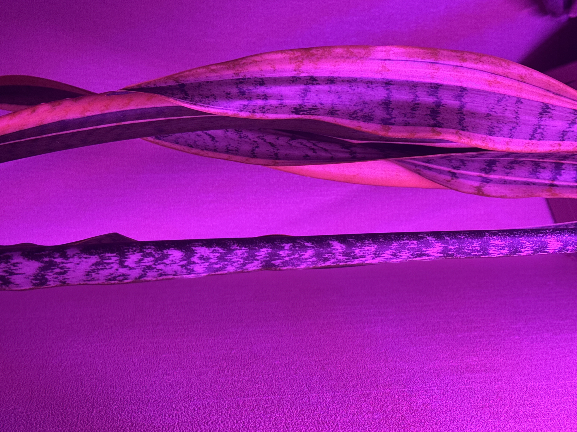 The image is a close-up, vertically oriented photograph of snake plant leaves against a textured purple background. The leaves are dark green with lighter gray and black crosshatching patterns. The leaf on the left is more upright, while the leaves on the right are curved and twisted, with some appearing to be layered over each other. The lighting is predominantly purple, casting a strong hue on the entire scene and the background. There are no people or specific identifiable objects that would indicate a location in Moscow, Russia. The image focuses solely on the botanical subject and its immediate surroundings.