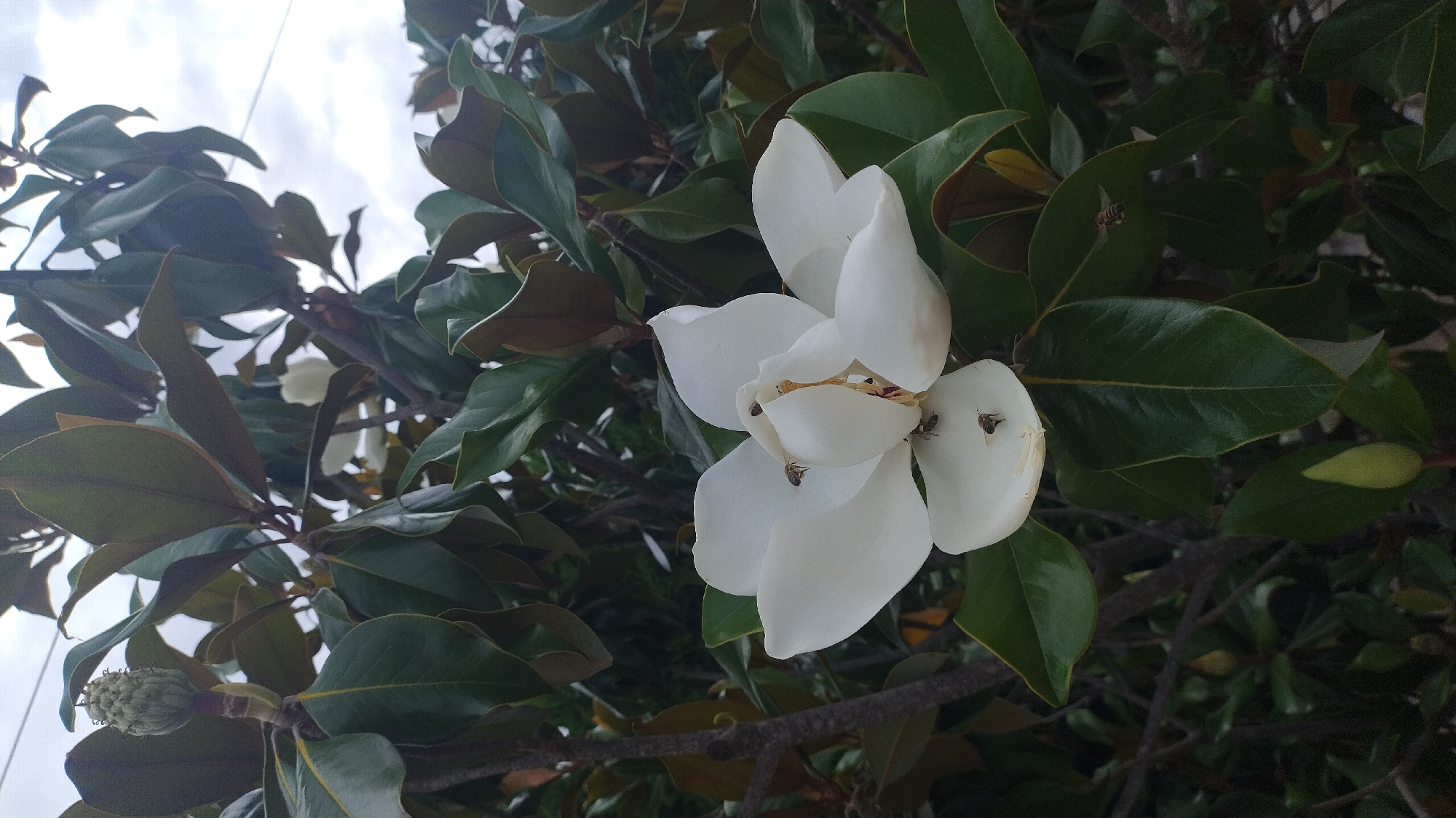 A close-up, low-angle shot captures a white magnolia flower in bloom, attracting several bees. The flower is centered in the frame, with its large, creamy white petals unfurling. Several bees are visible on and around the petals, some appearing to be collecting pollen. The background consists of lush green magnolia leaves and branches, with a hint of a cloudy sky at the top. A developing magnolia bud is also visible in the upper left quadrant. The scene is set outdoors, likely in a garden or natural area, as indicated by the presence of the flowering plant and its surrounding foliage. The location is specified as Νέα Κερασιά, Greece.