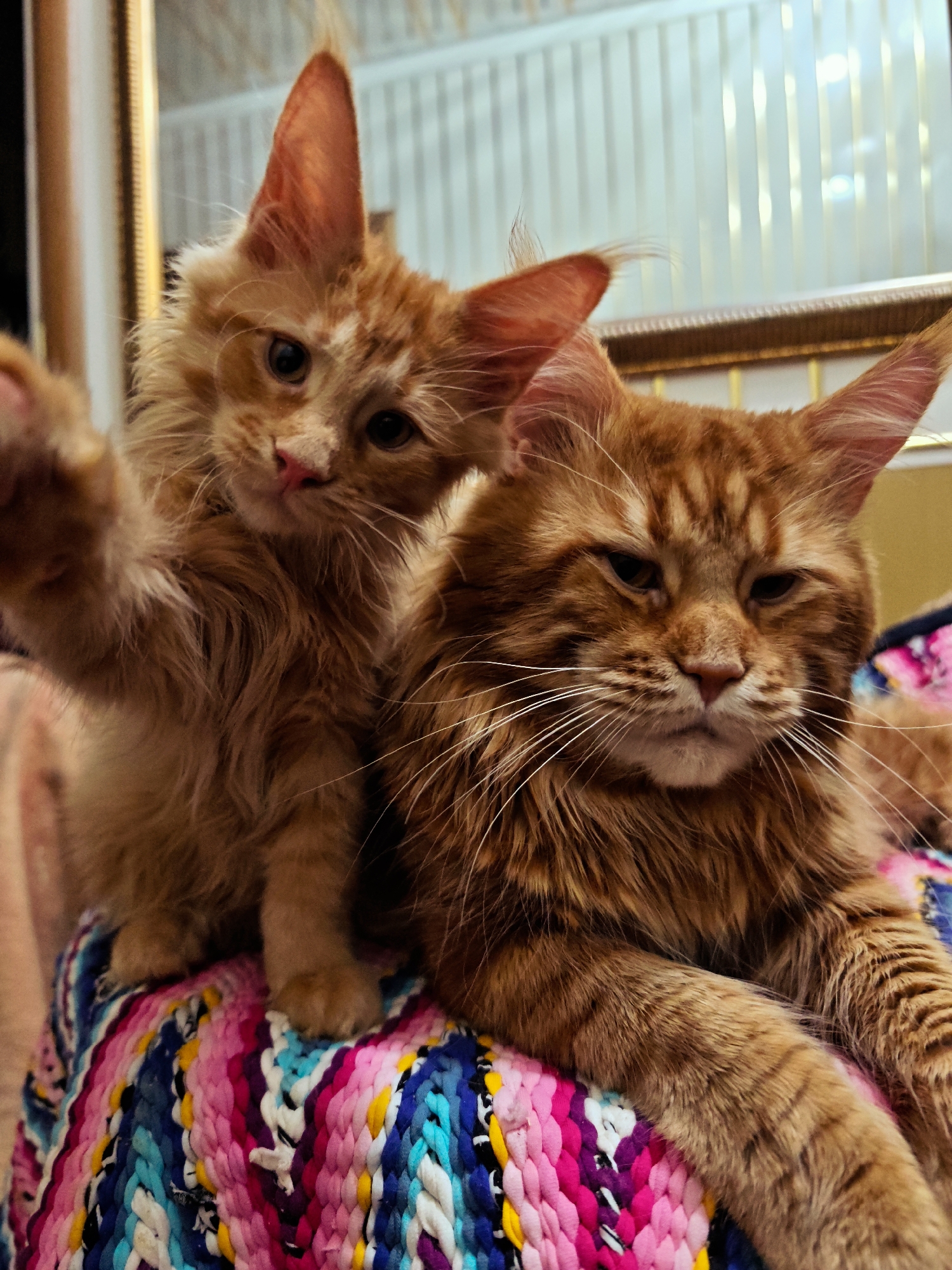 Two ginger Maine Coon cats are posing for a photo. The cat in the foreground is looking directly at the camera with a relaxed expression, while the kitten in the background is looking slightly to the side with one paw raised as if reaching out. Both cats are sitting on a colorful, woven rug. The background shows vertical blinds and a framed picture. The lighting appears to be artificial, possibly from an indoor setting.