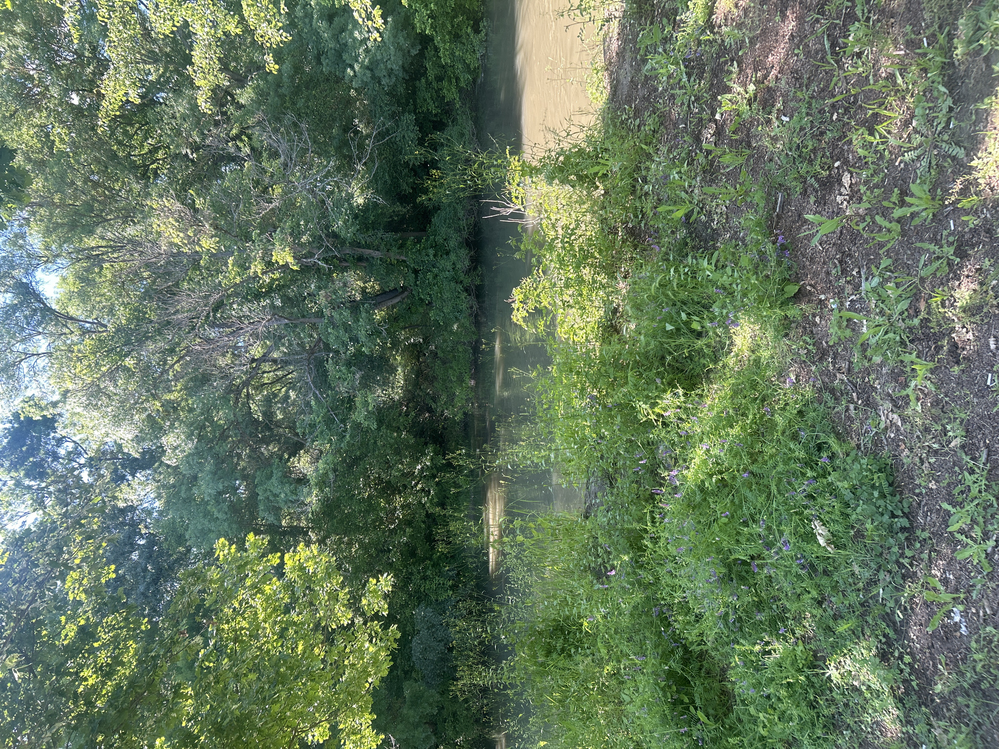 The image shows a narrow body of water, likely a stream or river, flowing between densely vegetated banks. On the left, thick foliage of trees obscures the view. On the right, the bank is covered in lush greenery with small purple flowers interspersed. The water appears murky brown. The location is Elhovo, Bulgaria.