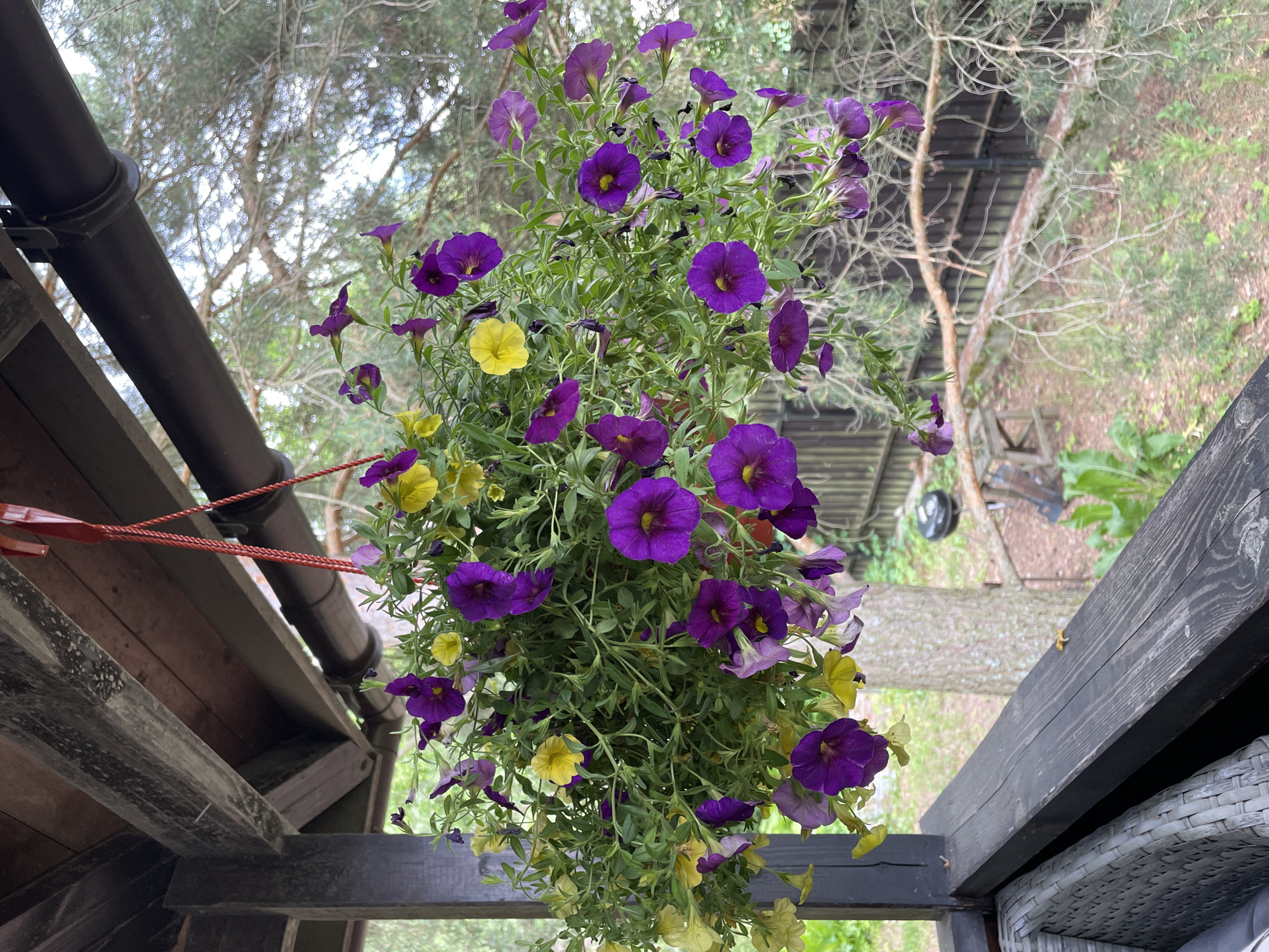 A hanging basket overflowing with purple and yellow petunias is suspended from a wooden porch or gazebo. The basket is attached by red rope to a dark brown gutter. The wooden structure above the flowers appears weathered and dusty. In the background, pine branches and trees are visible, suggesting an outdoor setting. A wooden fence and a glimpse of a yard are also present. The scene is captured from a slightly low angle, looking up at the flowers.