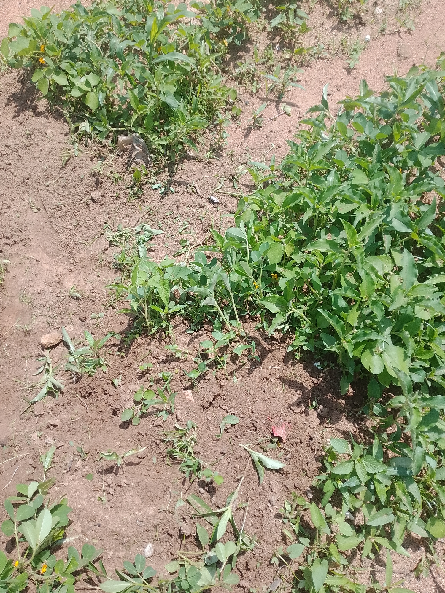 This media file depicts a close-up, overhead view of a patch of ground with young, green plants growing in dry, reddish-brown soil. The scene appears to be an outdoor agricultural setting in Howayi, Nigeria.
The plants are varied, with some having broad, compound leaves, characteristic of legumes like peanuts or cowpeas, and others appearing more stalk-like with narrower leaves. Some of the broader-leaved plants have small, yellow flowers visible. The soil is mostly bare, with some scattered debris, possibly dried plant matter or small pebbles. The overall impression is of a field or garden in its early stages of growth, or perhaps an area with intercropping.
The lighting suggests it is daytime, likely mid-morning or afternoon, with shadows cast by the plants indicating a moderately sunny day. There are no people or animals clearly visible in the frame, although a small, brown object resembling a bird or a dried leaf is near the center of the image amongst the foliage. The soil's dryness and the sparse vegetation in some areas could indicate a dry season or a need for irrigation. The scene conveys a sense of natural growth and agricultural activity, typical of a rural Nigerian landscape. No visible text is present in the image.