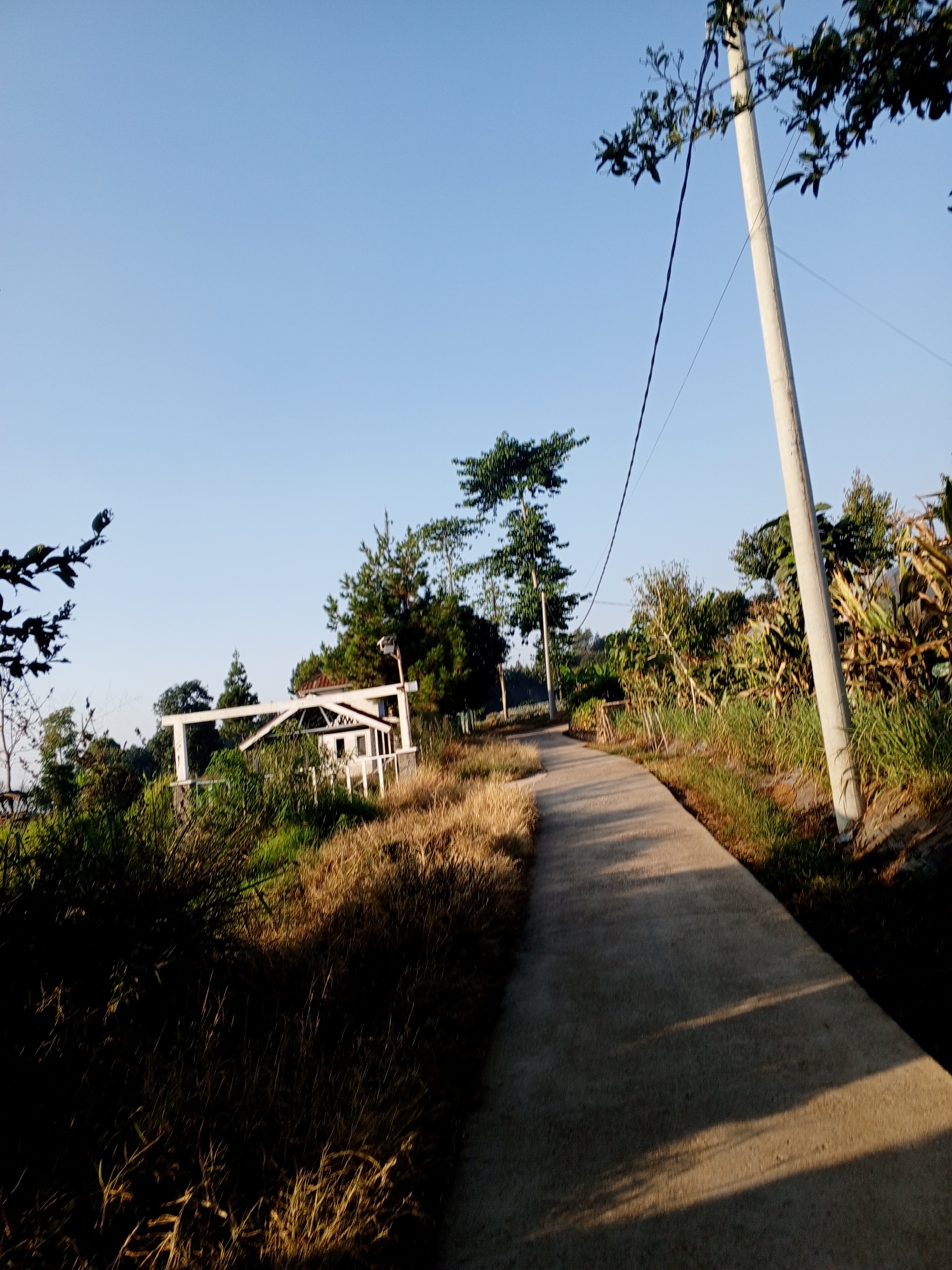 A paved road curves to the right through a rural landscape under a clear blue sky. To the left of the road, dry grasses and foliage are prominent, with a white structure, possibly a shelter or entrance, visible in the distance. Further left, tree branches with dark leaves overhang the scene. To the right of the road, a tall, light-colored utility pole stands, with electrical wires extending across the frame. Beyond the pole, lush green vegetation and what appears to be a cornfield create a dense backdrop. The light suggests it is either early morning or late afternoon, casting long shadows across the road and highlighting the textures of the dry grasses. The scene appears to be located in a village or rural area outside of Pelwehera, Sri Lanka.