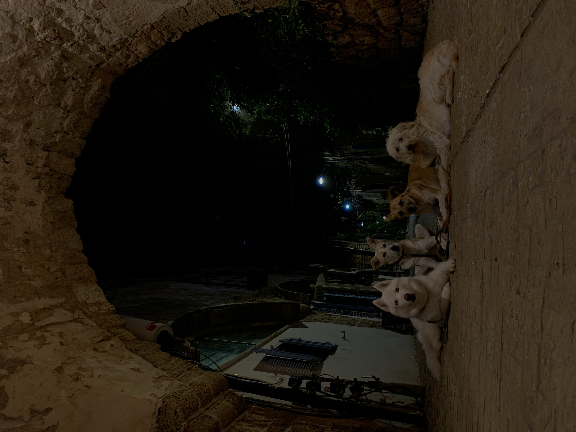 The scene is an outdoor shot at night, likely in Tel-Aviv, Israel. The image is taken from within an archway constructed from weathered stone. Outside the archway, the scene opens to a narrow street lit dimly by overhead lights. Several dogs are present, seemingly stacked vertically; the dogs include a small white one and a larger tan one. Other architecture and objects are visible beyond the archway.