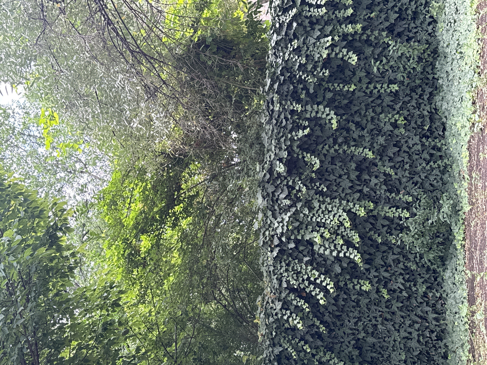 This is a photograph of a dense, overgrown ivy-covered wall, likely a fence or boundary, in an outdoor setting. The ivy is a deep green, with some lighter green tendrils hanging down. Above the wall, trees with lush green foliage are visible, interspersed with branches and a bright sky. The ground in front of the wall is covered with some sparse, low-lying greenery and soil. The scene is devoid of people or any discernible human activity, suggesting a natural or unmaintained area. The specific location in Yerevan, Armenia, is not identifiable from the visual information provided.