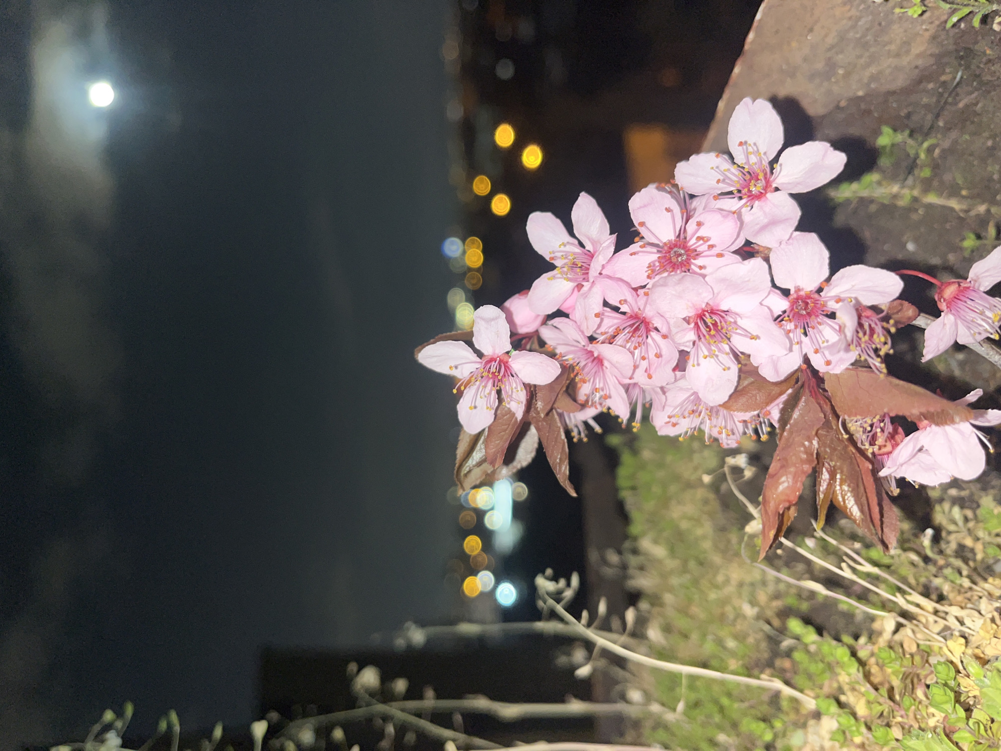 The image depicts a cluster of pink blossoms with reddish-brown leaves in the foreground, juxtaposed against a blurred cityscape at night. In the background to the left, a diffuse bright orb, likely the moon, is visible through a dark sky. Below this is a row of obscured green and white plants. Further back, a series of blurred yellow lights indicate the presence of buildings or streetlights in a city, suggesting that the photo was taken from an elevated position with a view overlooking an urban area at night.
While it is difficult to be certain, the layout of city lights suggests it might be a view from somewhere high in the city toward other parts of the city, a scene which is possible from Sofia, Bulgaria.