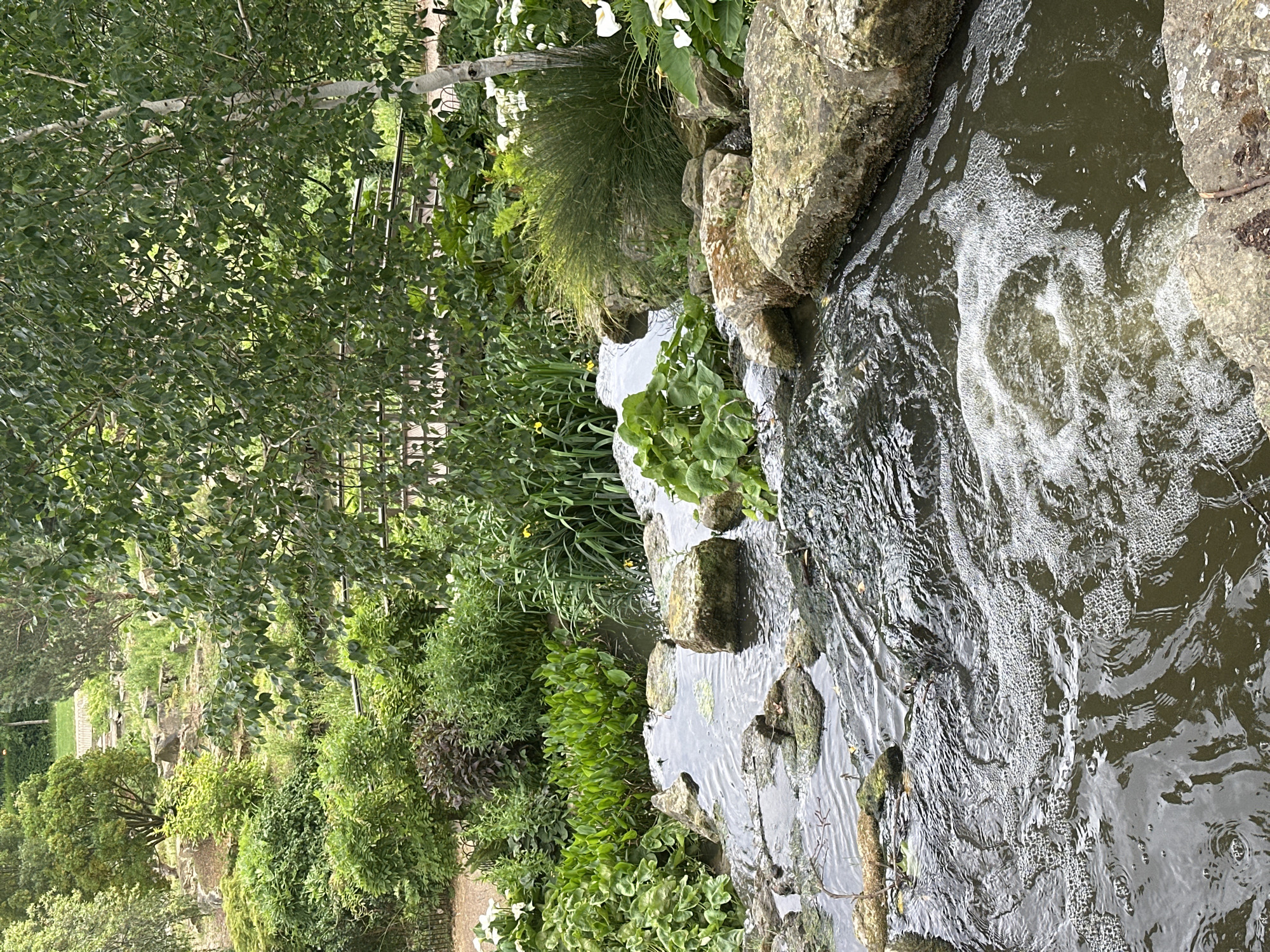 The image depicts a waterfall cascading over rocks into a body of water, surrounded by lush greenery. Various types of plants, including bushes, leafy plants, and flowers (specifically white calla lilies), are visible along the banks. A tree with a light-colored trunk is present on the left side of the frame. The water appears to be murky and agitated, with visible bubbles. Based on the style of the landscape and vegetation, this scene is likely located within the city of London, United Kingdom, potentially within one of its numerous parks or gardens. There are no visible people or overt actions taking place. The overall environment suggests a peaceful and natural setting.
