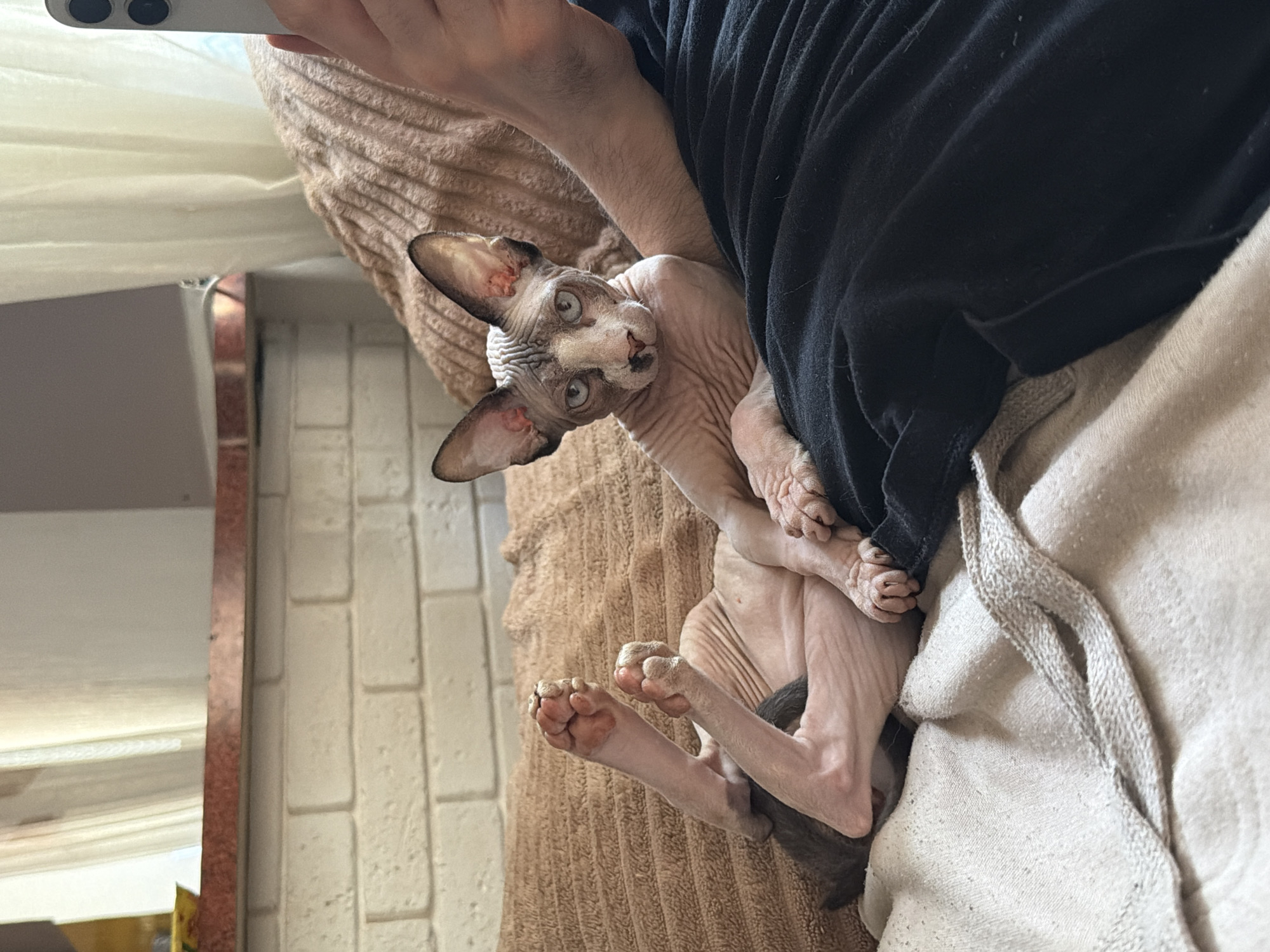 A medium shot depicts a hairless Sphynx cat being held. The cat is pale pink with visible skin folds and large ears. It looks upwards toward the camera with wide, green eyes. The cat is held between a human arm and what appears to be a black cloth garment. A beige, textured surface is in the background. In the foreground, part of a light-colored hooded sweater is visible. The background features a reflective strip and white brick wall. The location appears to be indoors.
