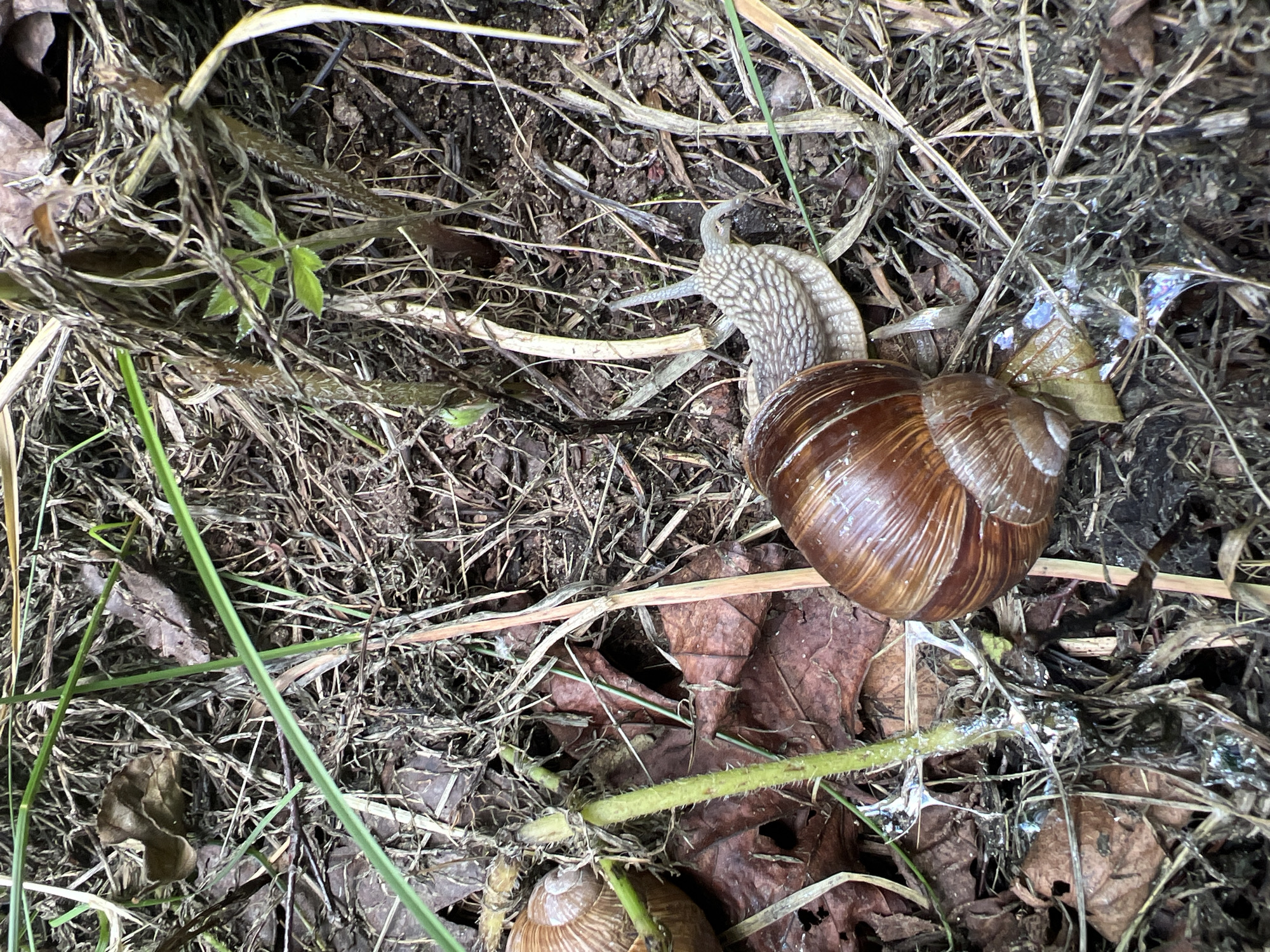 A close-up, eye-level shot captures snails on the forest floor in a natural, outdoor environment. The ground is covered with a dense layer of dry leaves, grass, twigs, and soil. A large, brown snail with a patterned shell is prominent in the foreground, with its body extended and antennae visible. To the left, another snail is partially visible. The snails are in a natural habitat, with no signs of human intervention or artificial structures. The lighting is natural, suggesting an overcast day or shade. The image is focused on the snails and their immediate surroundings, highlighting the textures of the organic matter and the shells. The scene is consistent with a wooded or garden area.