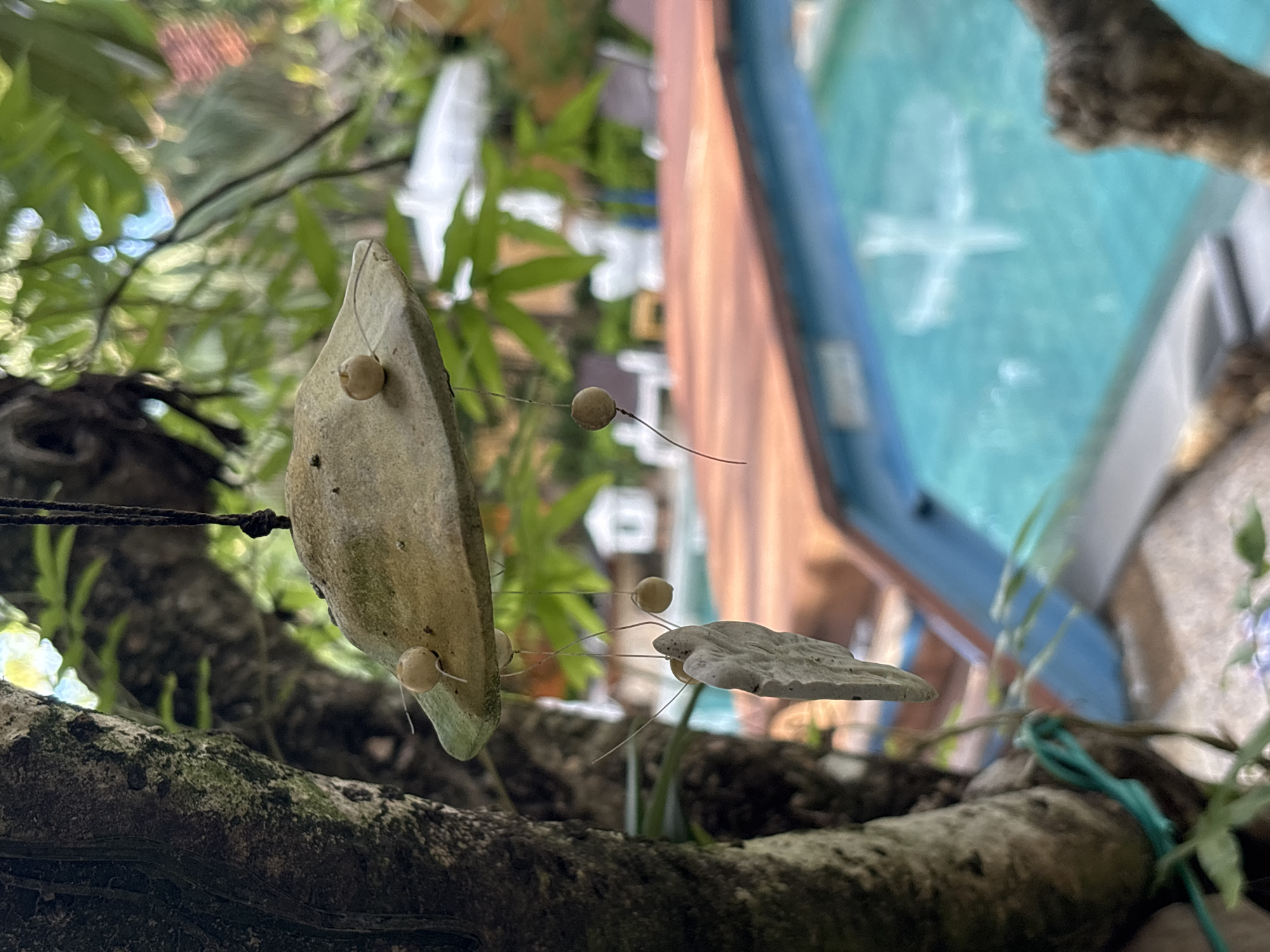 The image shows a wind chime hanging from a tree in Chalong, Thailand. The wind chime is made of natural materials and has several hanging elements. In the background, a swimming pool with blue water and a wooden deck is visible. There are also some buildings and greenery in the distance, suggesting a resort or residential area. The scene is outdoors and appears to be during the daytime.
