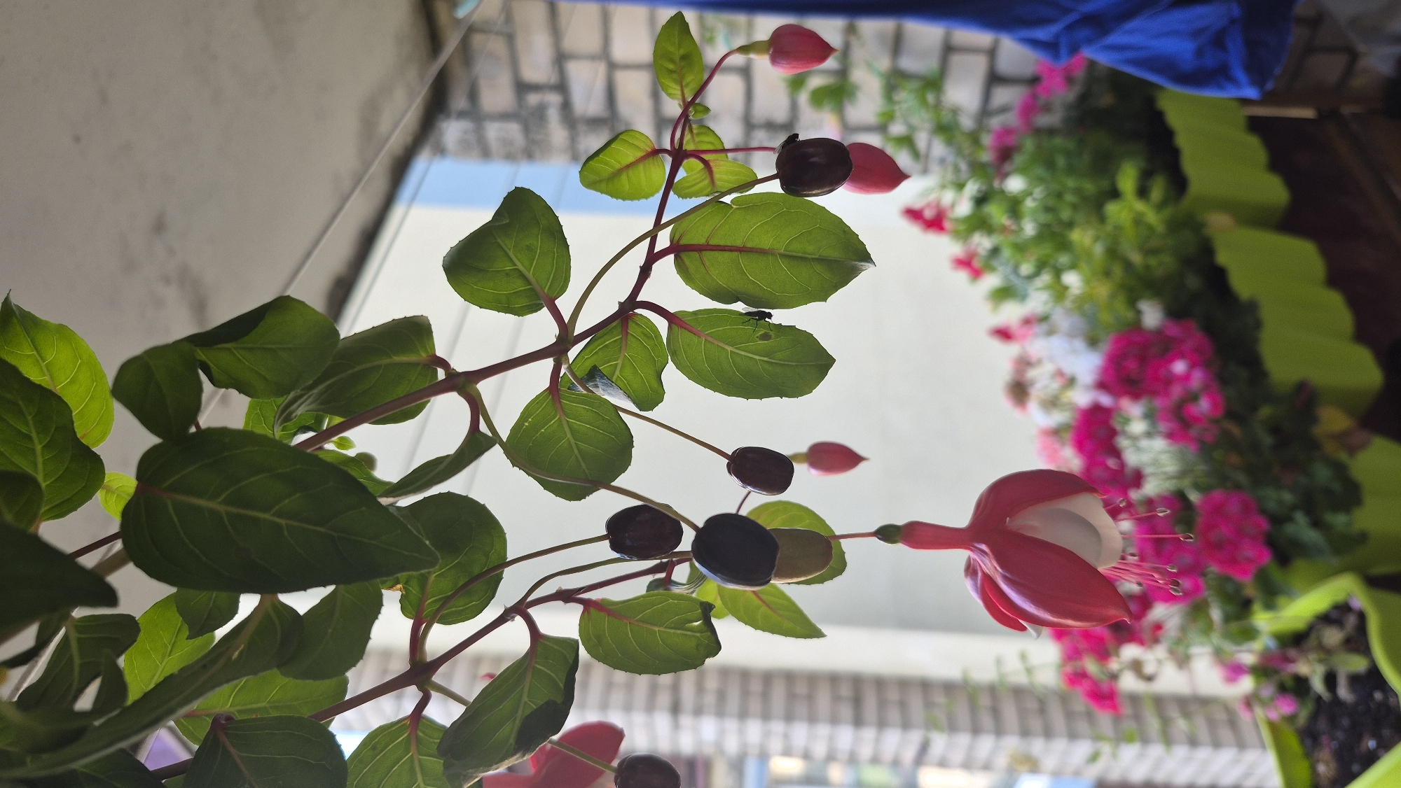 This image captures a close-up view of Fuchsia flowers hanging from a plant, with a blurred background of a balcony setting in Krauja, Latvia. The Fuchsia blooms are a vibrant pink and white, with thin, delicate petals. Dark berries are also visible on the stems of the plant. In the background, several green planters are filled with pink and white flowers, suggesting a well-maintained balcony garden. A brick wall and a concrete ceiling are also visible, indicating an outdoor or semi-outdoor urban environment. The overall impression is one of natural beauty amidst a domestic setting. There are no people visible in the image, and no actions or interactions are depicted. The focus is entirely on the flora and the balcony's decorative elements.