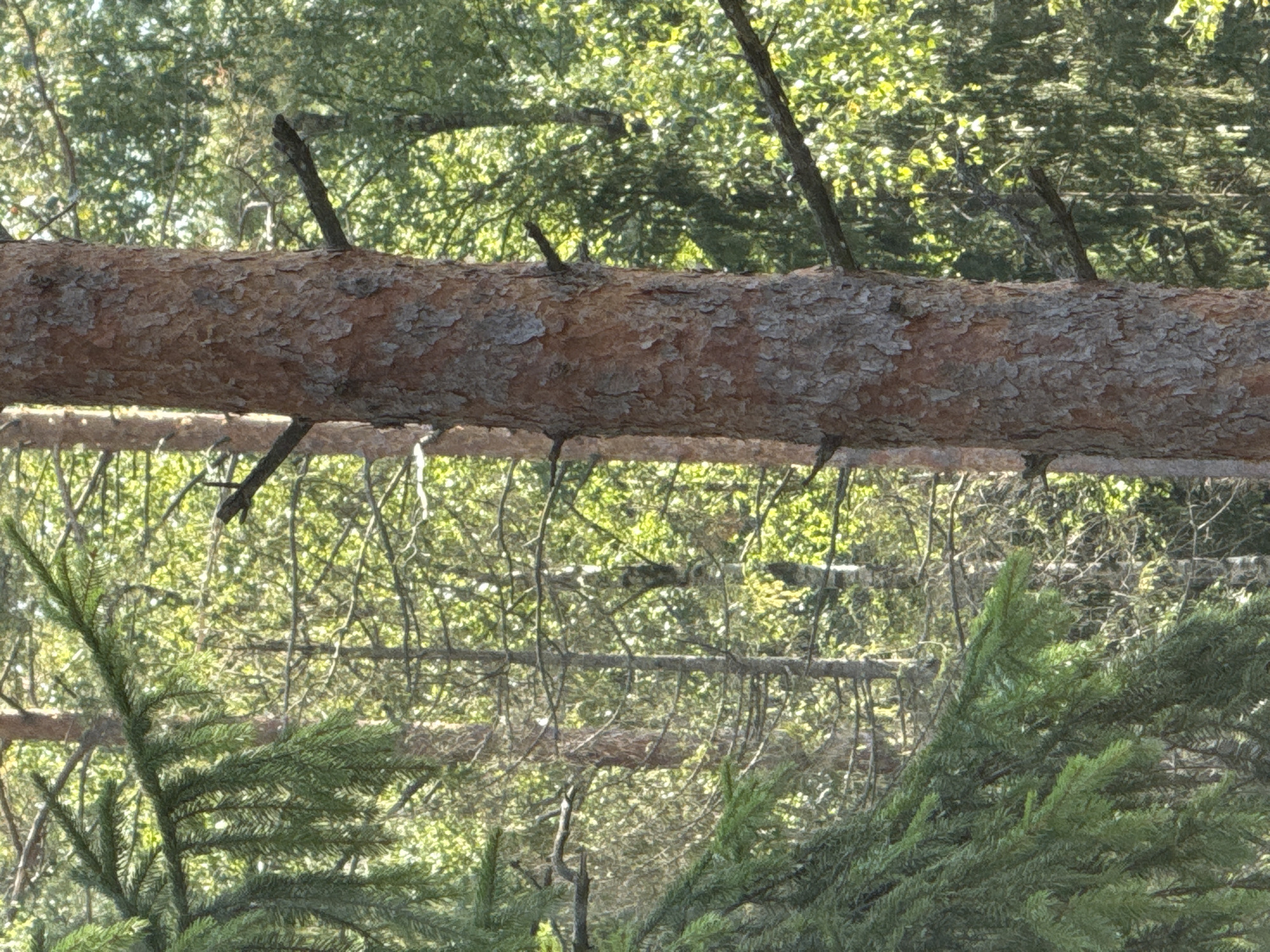 This is a close-up, vertically oriented, eye-level shot of a pine tree trunk in a forest. The trunk is in the foreground and is textured with reddish-brown bark. To the left of the trunk, a branch of a spruce tree with dark green needles is visible. In the background, other trees, including thinner trunks and foliage, are visible, creating a sense of depth. The lighting suggests a sunny day with dappled sunlight filtering through the leaves. The image does not show any people or animals. There is no indication of the city of Arfa, Russia, in the image.