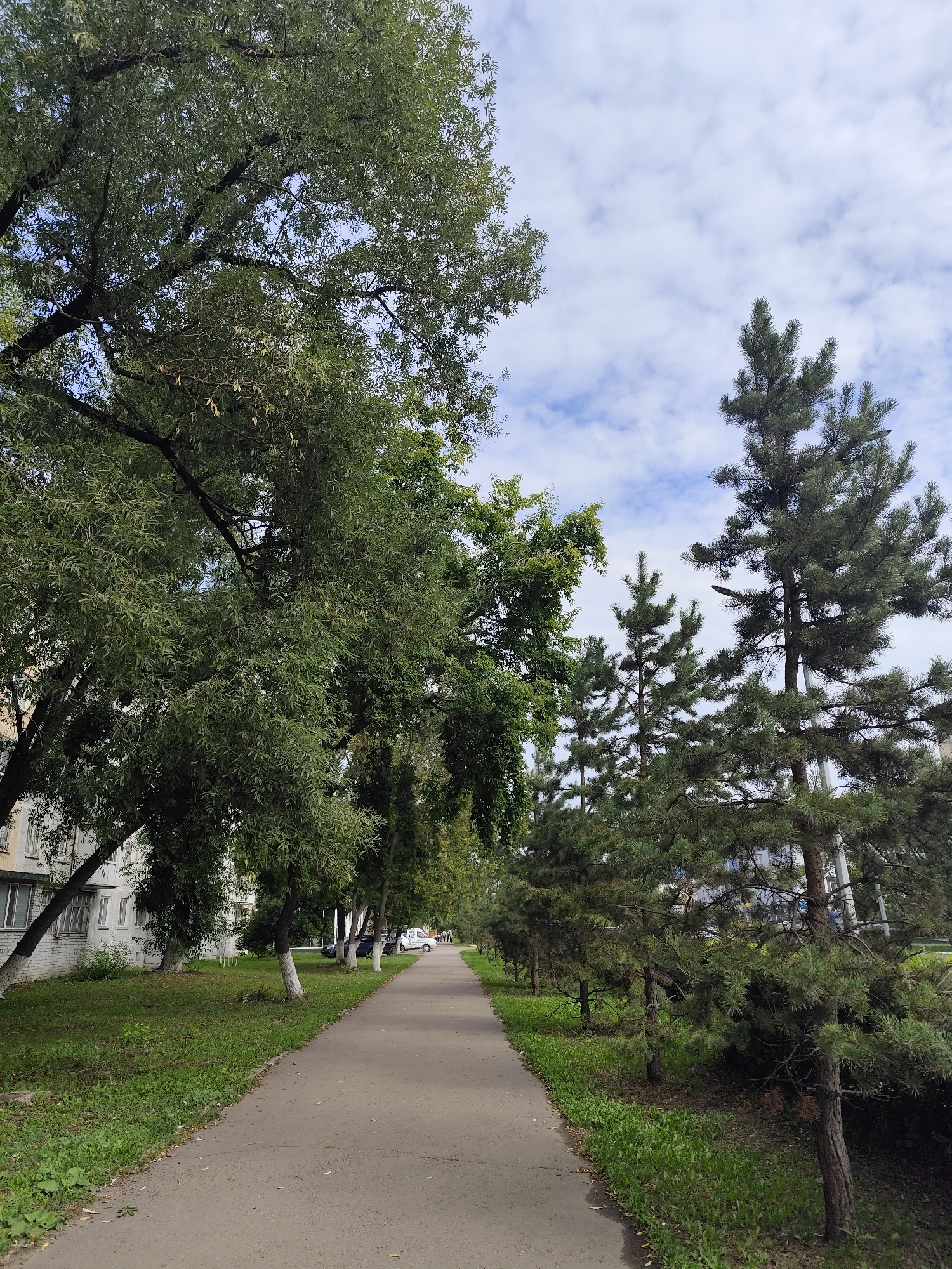 The image depicts a paved pedestrian walkway running alongside a grassy area and a row of trees. On the left, a large deciduous tree with dense foliage is prominent, with the side of a multi-story apartment building visible behind it. The building appears to be made of brick and has multiple windows. Further down the walkway, several other deciduous trees, some with their trunks painted white, line the path. On the right side of the walkway, a row of coniferous trees, likely pine trees, are growing. The walkway recedes into the distance, where it appears to continue along a street with parked cars and a few distant pedestrians. The sky is partly cloudy, with white clouds against a blue background. The scene is characteristic of a residential area in the city of Petropavl, Kazakhstan, with typical urban landscaping and architecture.