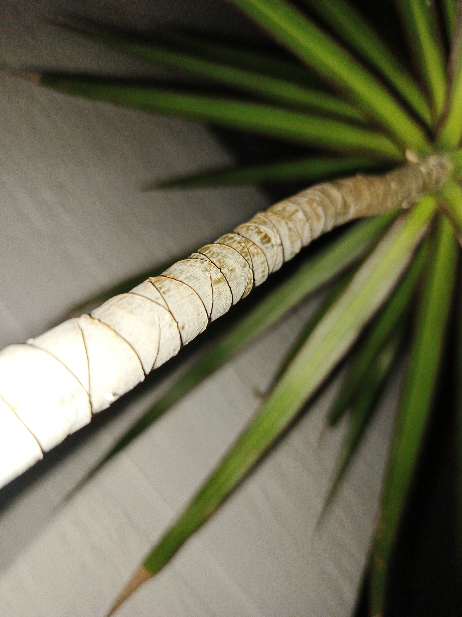 A close-up shot focuses on the trunk and leaves of a Dracaena plant. The trunk shows textured rings, transitioning from white to brown towards the top. Pointed, green leaves radiate outwards. The background is a muted white or gray, appearing to be a wall. The location and details are not discernible from the photograph.