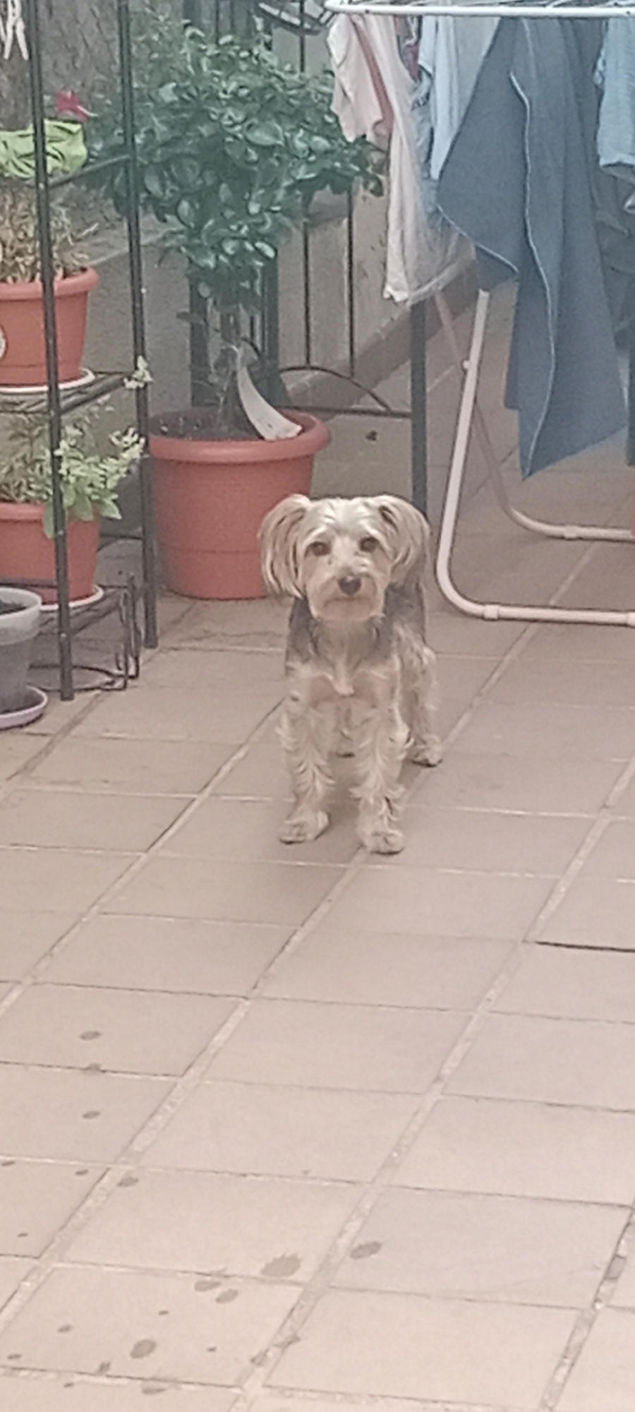 The image depicts a small, tan and gray dog with shaggy fur and pointed ears standing on a tiled patio. The dog is facing the camera and appears alert. Behind the dog, a large terracotta pot with a leafy green plant is visible, along with other pots and garden elements. In the background, laundry hangs on a rack. The scene suggests an outdoor residential setting, possibly a backyard or patio area. The tiled flooring and the presence of potted plants and laundry drying are indicative of a domestic outdoor space. There is no information available about the specific location in the city of Galapagar, Spain, or any specific actions or interactions taking place beyond the dog's presence.