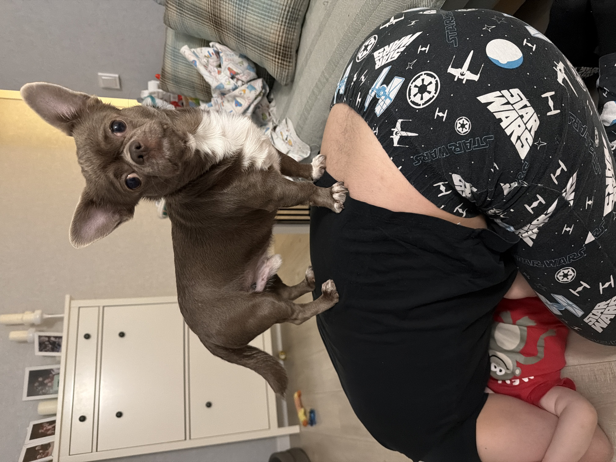 This media file captures an intimate indoor scene in Votkinsk, Russia, featuring a small chihuahua dog, a person, and a baby.
The primary subject is a brown and white chihuahua, standing on its hind legs with its front paws resting on a person's leg. The dog has large, dark, expressive eyes and its head is charmingly tilted, conveying curiosity or playfulness. Its ears are erect, and it has white fur on its chest.
The person is partially visible, wearing black pajama pants adorned with various Star Wars motifs, including "STAR WARS" text, X-wing fighters, TIE fighters, and the Rebel Alliance and Imperial insignias. They are also wearing a black t-shirt. The person is bent over, suggesting they are interacting with the baby on the floor.
A baby, wearing a red onesie with a gray monkey design, is partially visible beneath the person, lying on a light-colored floor.
The setting appears to be a cozy indoor living space, likely a home. In the background, a sofa with plaid and striped cushions is visible, along with some folded patterned fabric. A white dresser or cabinet with black knobs stands against a light-colored wall, where several small framed photos or postcards and white cylindrical objects are displayed.
The activity shows the dog seeking attention or engaging with the person, while the person is attending to the baby. The lighting suggests it is daytime or early evening indoors. The dog's expression is notably attentive and engaged.