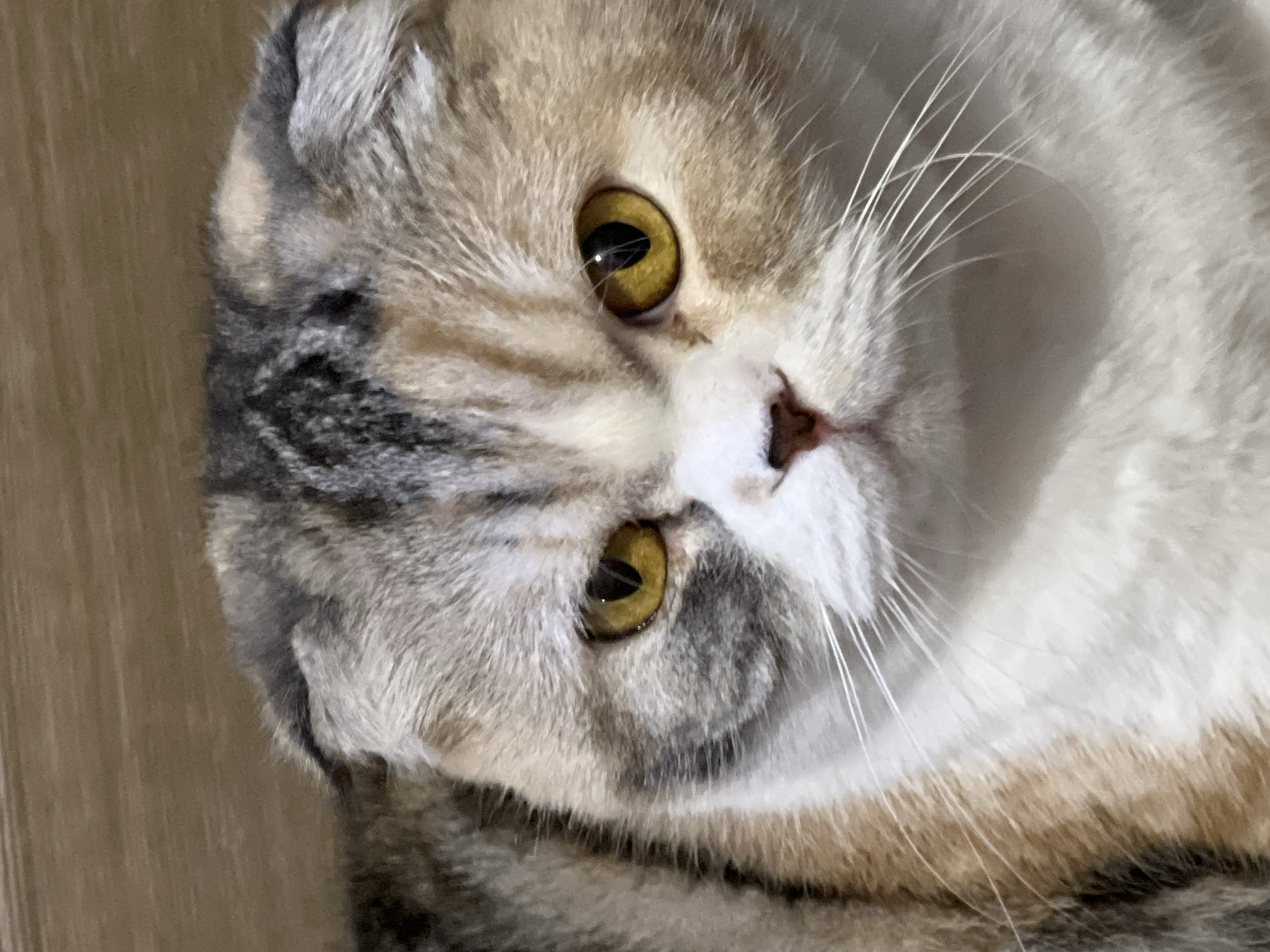 The image is a close-up of a Scottish Fold cat. The cat has yellow eyes, a small pink nose, and long white whiskers. The fur is a mix of gray, cream, and white. The background appears to be a wooden floor. The location of Noviy, Russia, is not relevant or discernible from the image.