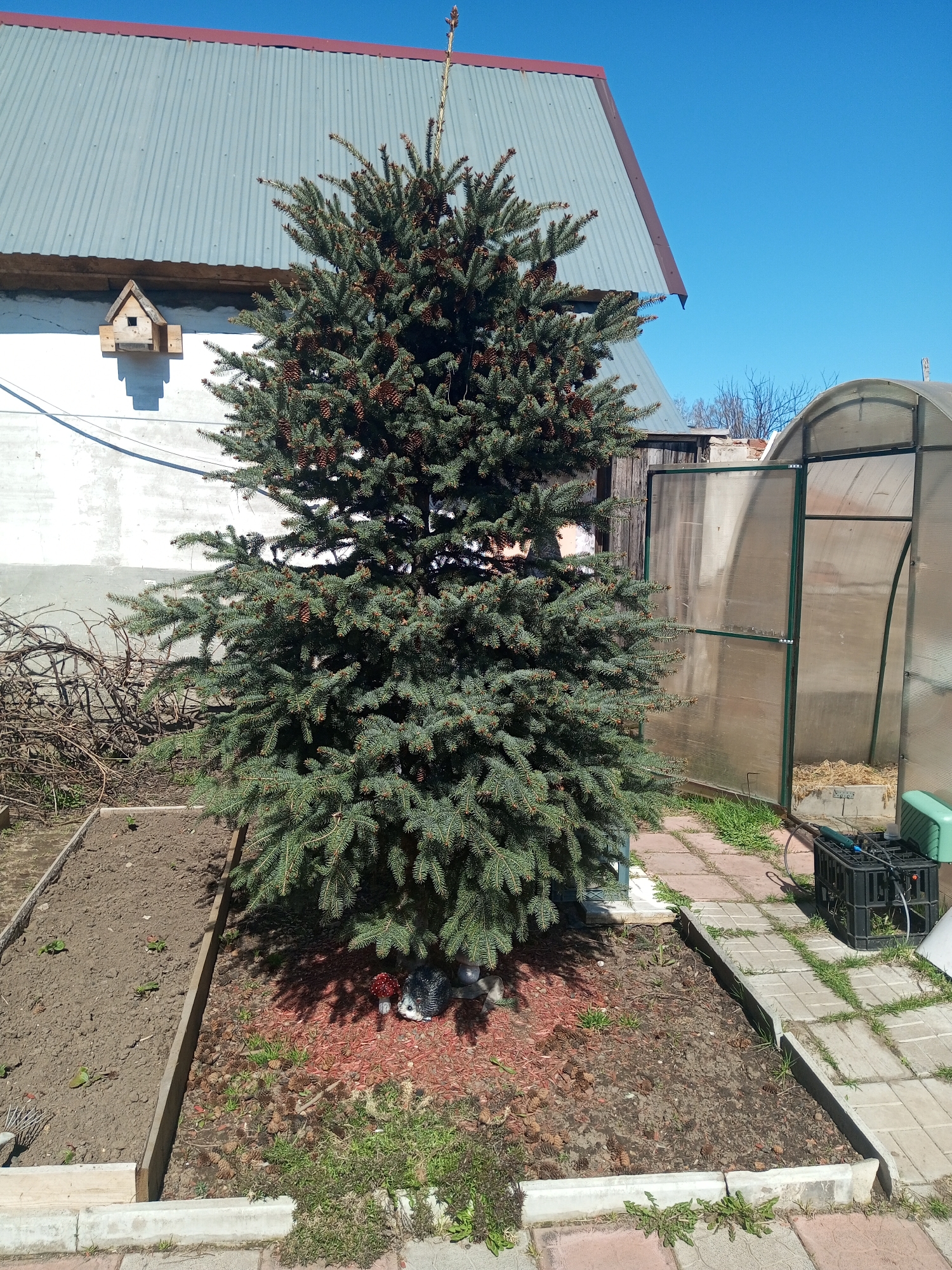 The image depicts a yard in an unidentified location. A medium-sized evergreen tree with numerous small cones is centrally located, planted in a raised garden bed with sections of bare soil and reddish mulch. Beneath the tree, decorations including a ceramic hedgehog and mushroom are visible. Behind the tree, a white wall with a birdhouse and a corrugated metal roof are visible. To the right of the tree is a greenhouse with a partially open door. A black plastic crate sits on a paved walkway adjacent to the garden bed. The sky is clear and blue.