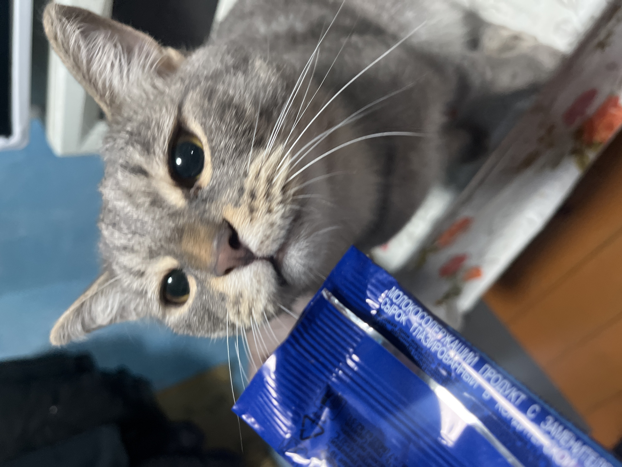 A grey tabby cat is shown in a close-up shot, with its face and chest filling the majority of the frame. The cat is looking upwards and to the left, towards a blue foil packet that is held in front of it and takes up the left side of the image. The cat has light brown eyes with dark pupils, a pink nose, and prominent white whiskers. The background is blurred, showing a blue wall and some white and brown furniture. Text is visible on the blue packet, suggesting it contains food or treats for the cat. The scene appears to be indoors, likely in a domestic setting. The image is sharp and well-lit, focusing on the cat's curious expression.
