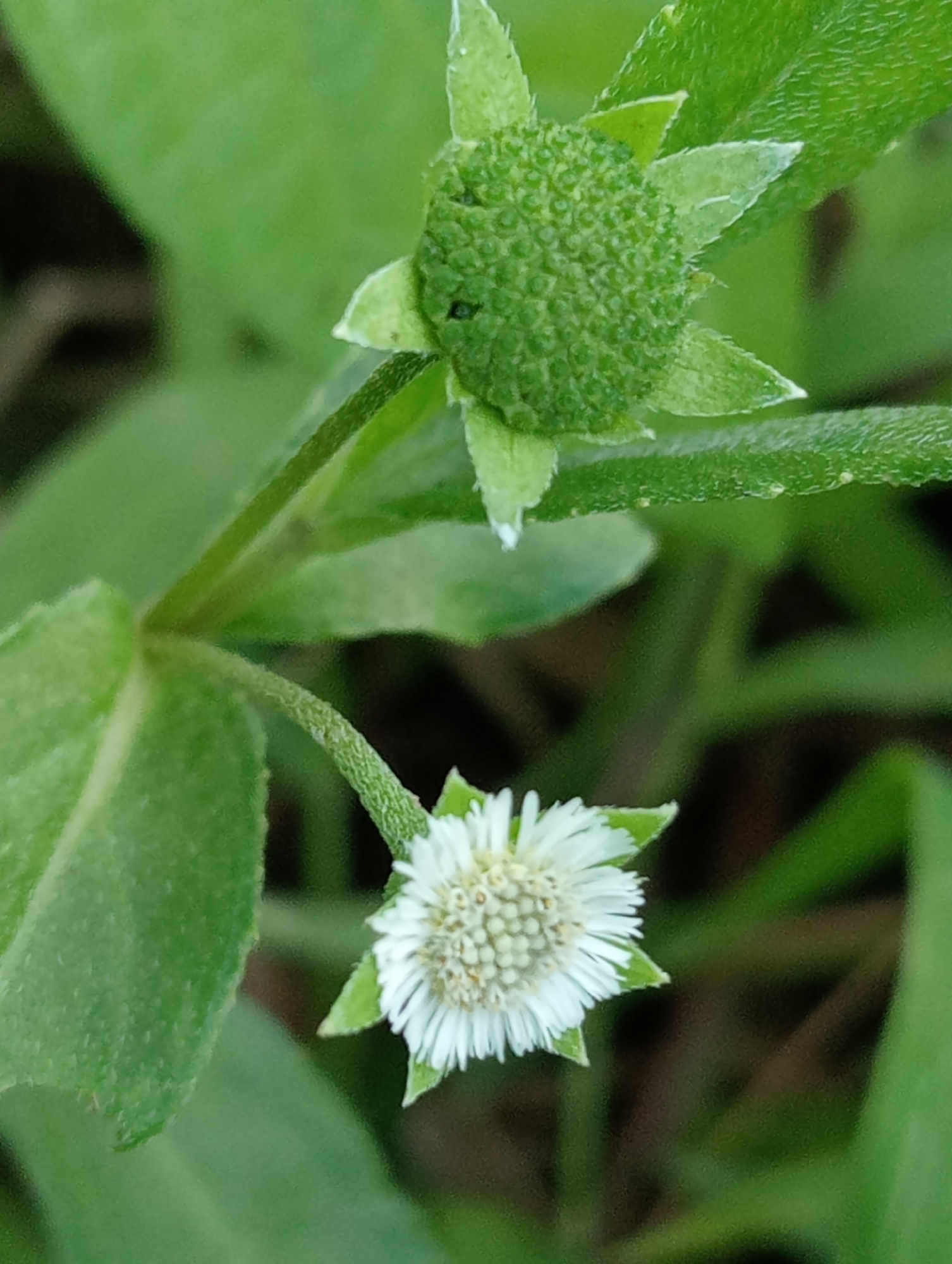 The image shows a close-up of a plant with two distinctive flower heads. The upper flower head is a closed, green bud with a textured, bumpy surface surrounded by green bracts. The lower flower head is open, revealing a center comprised of many small, tightly-packed white florets. A ring of white, petal-like rays extends from the center. This flower is also surrounded by green bracts. The plant has green leaves with a slightly textured surface. The background consists of blurred green foliage and stems, suggesting the plant is growing in a grassy area. The location is Keudekrueng, Indonesia.