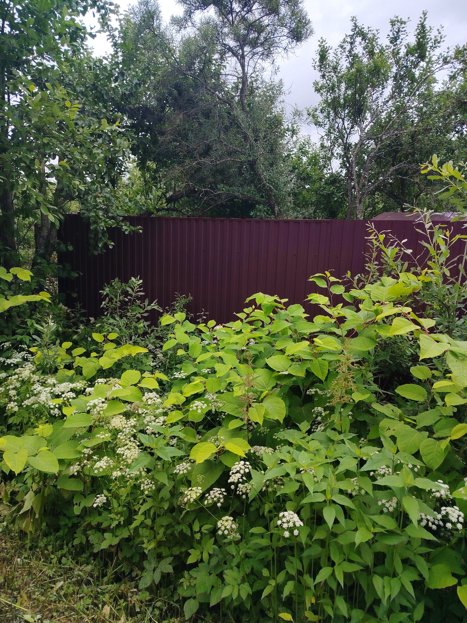 A photograph captures a dense cluster of lush green foliage and white flowers in the foreground, with a dark red corrugated metal fence forming a backdrop. Above the fence, the tops of various trees are visible against a cloudy sky. The scene appears to be a natural, overgrown area, possibly a garden or a wild patch of land adjacent to a property boundary. The leaves of the plants in the foreground are broad and vibrant green, some with a slightly yellowish hue, indicating good health and sunlight exposure. Small clusters of delicate white flowers are scattered throughout the greenery, adding texture and contrast. The fence is a uniform, deep reddish-brown, with vertical ridges that create a sense of regularity and order against the wildness of the vegetation. The trees behind the fence exhibit a mix of dense green leaves and some sparser, more mature branches, suggesting a mixed woodland or a mature garden with older trees. The sky is overcast, hinting at a possibly humid or temperate climate, and the overall lighting is diffused, suggesting it might be daytime, perhaps mid-morning or afternoon. There is no text visible in the image, and no people or specific activities are depicted. The setting evokes a sense of natural abundance and a boundary between a cultivated or managed space (represented by the fence) and a more untamed, verdant environment. The location context suggests this is likely a rural or suburban area in Mshinskaya, Russia.