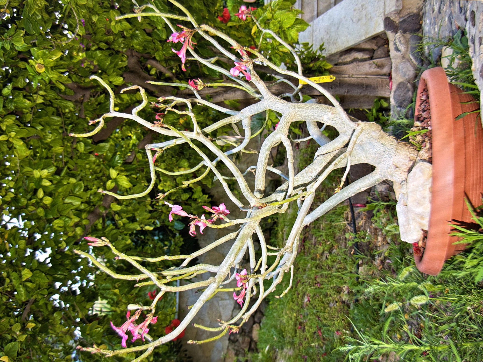 This is a medium shot, eye-level, outdoor photograph of a potted desert rose plant with light pink flowers and buds, set against a backdrop of lush green foliage and a stone wall. The plant's trunk is thick and textured, with numerous branches that twist and turn upwards, some bearing small, vibrant pink blossoms. The pot is a large, terracotta-colored planter filled with reddish-brown soil and some small rocks. In the foreground, to the left, are several green plants, some with spiky leaves. To the right, the stone wall is visible, with some larger, dark rocks and smaller grey ones. Beyond the wall, a large tree with dense green leaves provides a backdrop. A yellow tag is attached to one of the branches of the desert rose. The lighting suggests it is daytime, with the sun casting subtle shadows. No people or animals are present in the image. The scene appears to be a garden or courtyard setting.