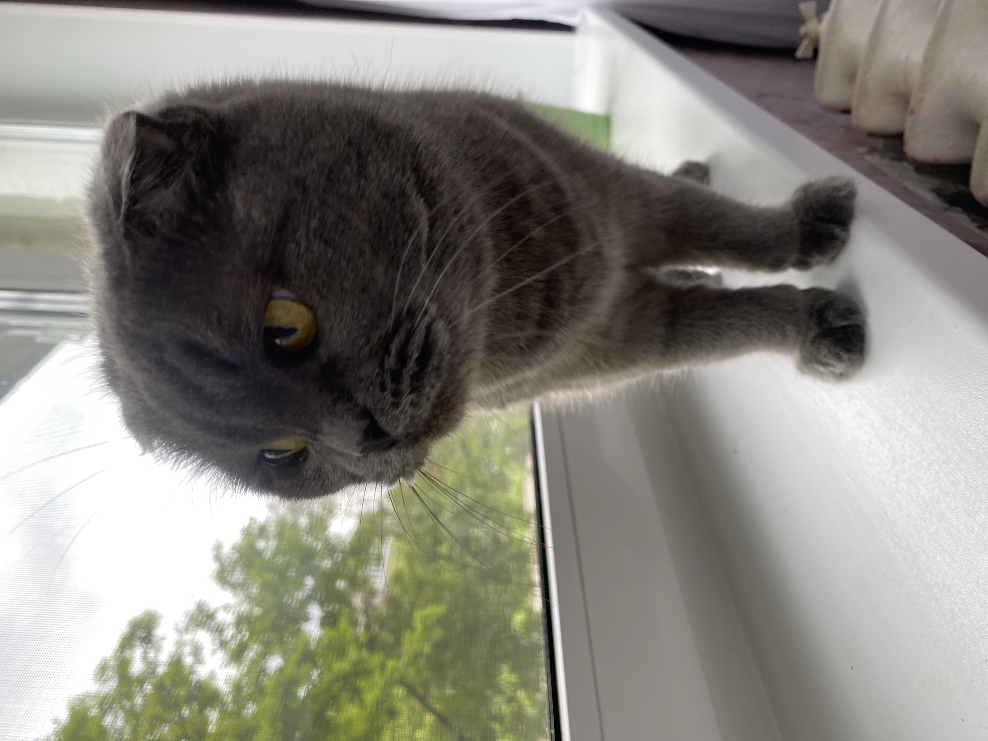 The media file displays a grey cat, likely a Scottish Fold breed given its distinctive folded ears, lying on a white windowsill. The image is oriented sideways, with the cat's head facing the bottom left of the frame. The cat has striking yellow eyes and is looking downwards and outwards through the window. Its grey fur appears soft and short, and its whiskers are prominent.
The cat is stretched out along the white sill, with its front paws visible towards the right side of the frame. Through the window, lush green trees are visible, indicating an outdoor setting during what appears to be daytime. The lighting is bright, suggesting natural daylight. In the background, beyond the cat's body and paws, some indistinct light-colored objects are partially visible on what seems to be another surface indoors. The cat's posture suggests it is observing something outside or simply resting and taking in the view. There is no visible text in the image.