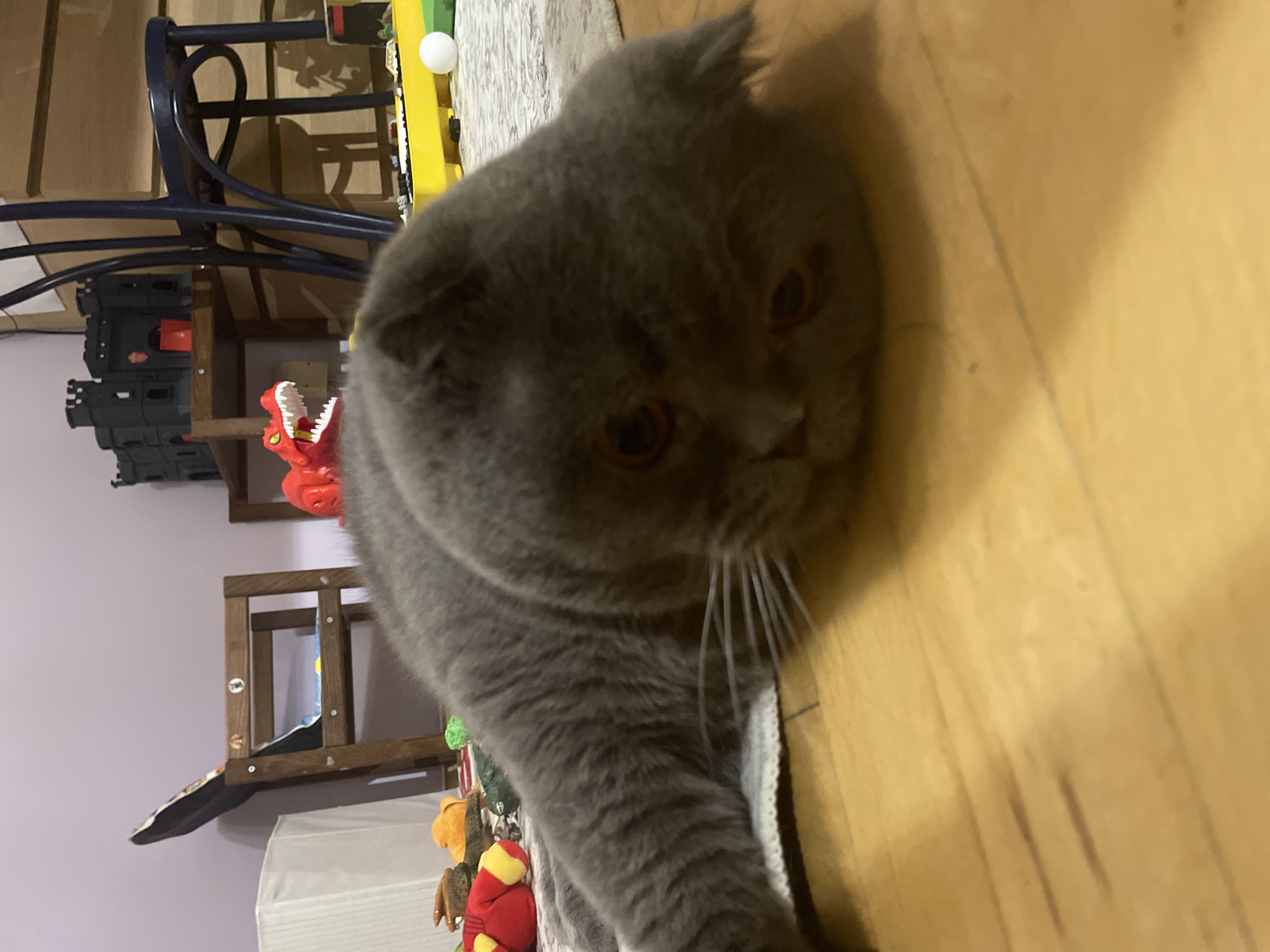 A gray Scottish Fold cat is lying on a wooden floor in an indoor room. The cat is in the foreground, with its head resting on the floor and its body extending towards the left side of the frame. In the background, there are various toys, including a red dinosaur, a black castle structure, a yellow toy, and some stuffed animals. There is also a small white ball and a patterned rug. A wooden chair and a portion of a shelf are also visible. The lighting suggests an indoor setting with natural light coming from an unseen source.