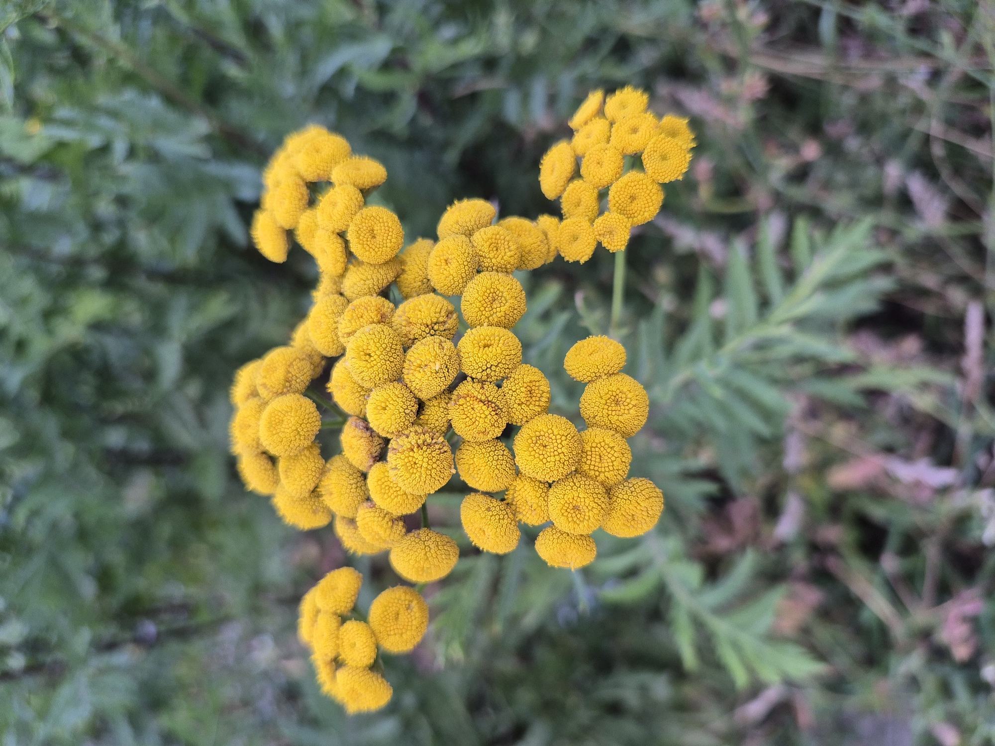 The image displays a cluster of bright yellow, button-like flowers, likely tansy, against a blurred background of green foliage. The flowers are densely packed and form a textured surface. The lighting suggests it is daytime, with soft illumination highlighting the vibrant yellow of the blooms. The environment appears to be outdoors, possibly a garden or a natural setting. There is no indication of human presence or any urban elements that would suggest a specific location in Moscow, Russia.