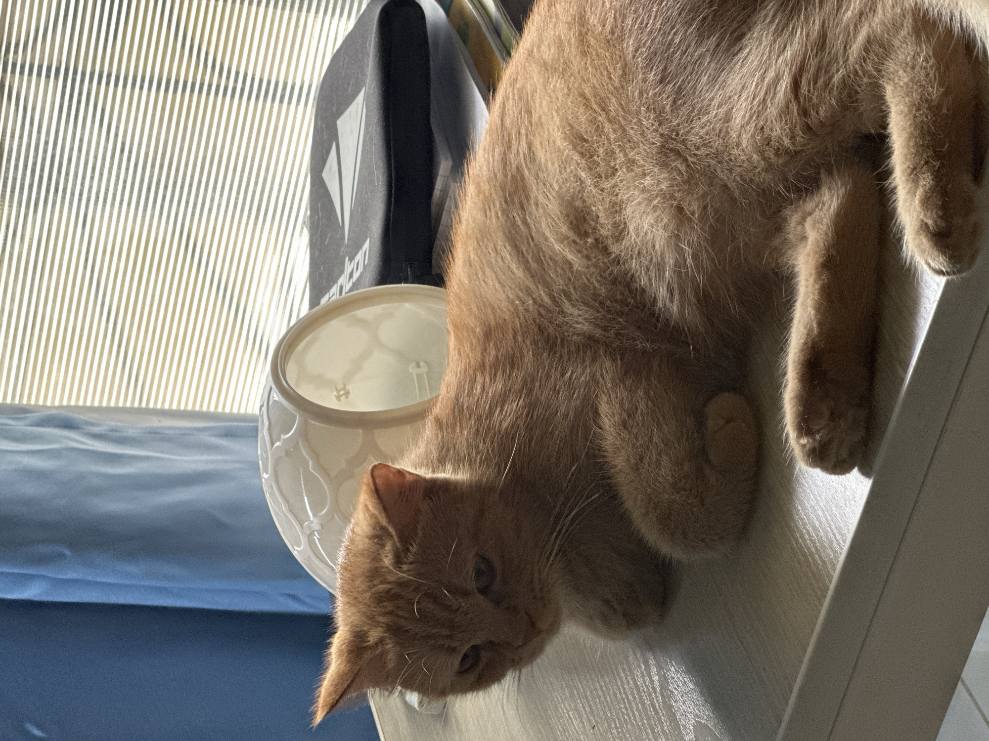 An orange short-haired cat rests on a light-toned wooden surface indoors in the city of Samal, Philippines. The cat's head is turned to its left, with its eyes partially closed, and its body extends towards the right side of the frame. Behind the cat's head, an overturned off-white vessel, possibly ceramic, with embossed patterns, is visible. Adjacent to the vessel, a flat, black object, likely a laptop sleeve, displaying a white triangular logo (partially obscured, showing "KON"), lies atop other stacked items. The background features a blue curtain on the left and a window covered by horizontal blinds on the right, through which sunlight casts striped shadows across the scene. No individuals are present.