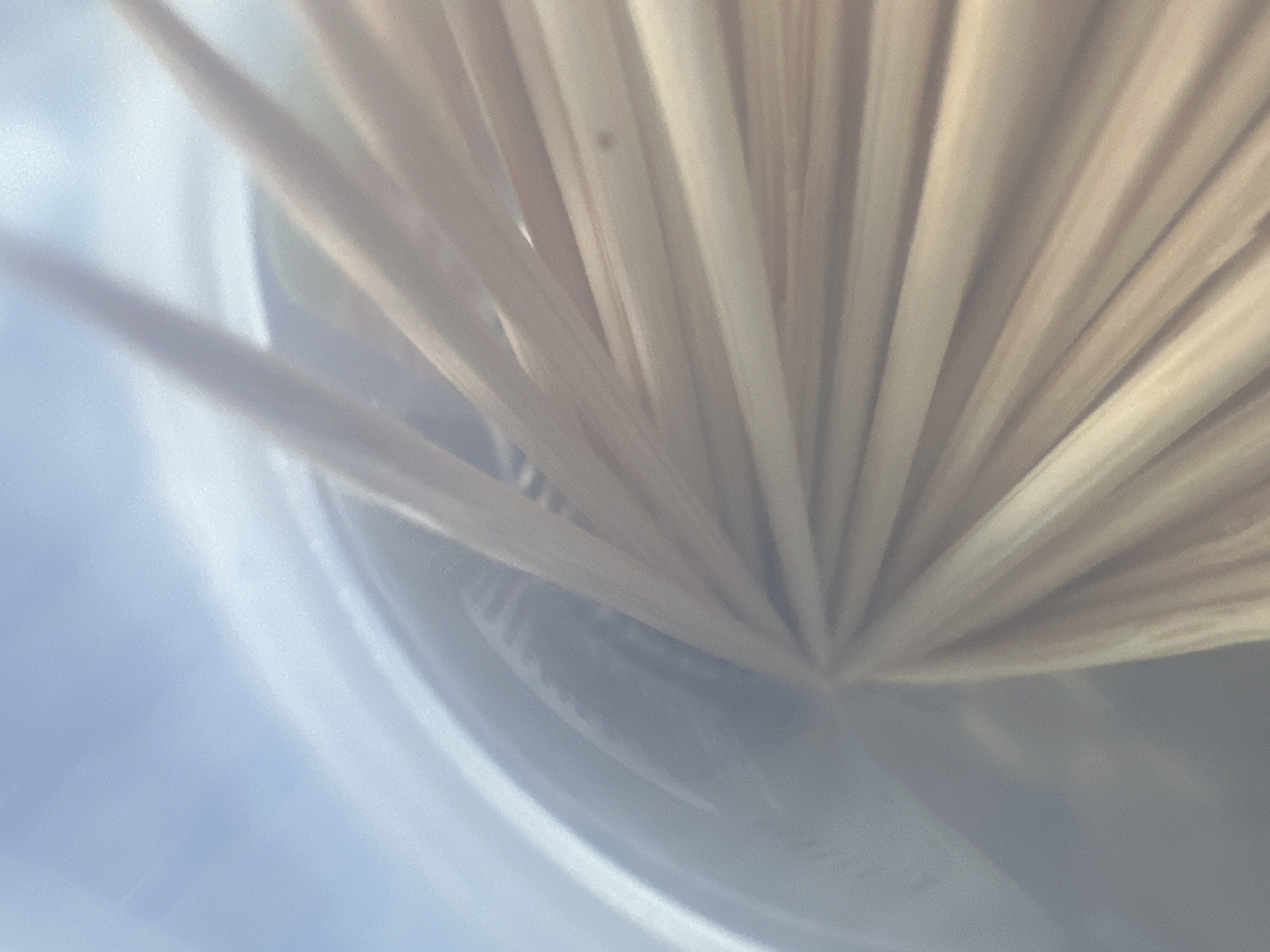 This is a close-up, abstract image of a group of wooden skewers bundled together inside a clear container. The skewers are oriented radially, with their tips pointing towards the center of the image. The container appears to be made of plastic and is slightly frosted, creating a hazy effect. The background is a pale blue, suggesting either the sky or a brightly lit indoor environment. There are no people or animals visible in the image, and no discernible actions or interactions are taking place. The overall impression is one of texture and form, with the repetition of the skewers creating a pattern. There is no information in the image to suggest a specific location in Belgrade, Serbia.