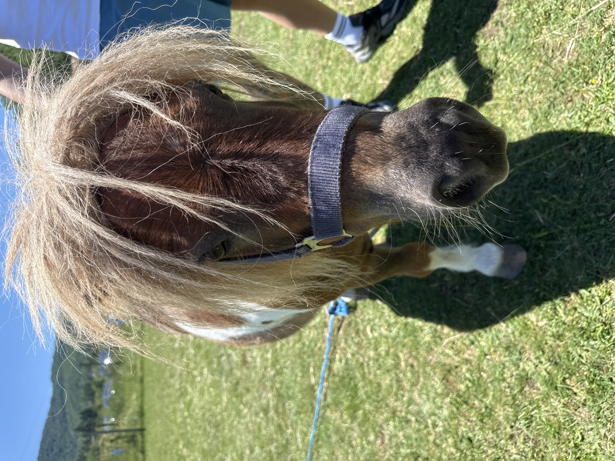 A close-up, head-on, outdoor shot shows a miniature horse with shaggy, blonde mane and a brown and white coat. The horse is wearing a dark blue halter with a metal buckle. It stands on a grassy field under a bright blue sky with mountains and trees in the background. A blue rope is attached to the halter and extends to the left. A person's legs and feet are visible in the upper right of the frame, one leg is bent and the person is wearing shorts and sneakers. The horse's nostrils and muzzle are prominent in the foreground.