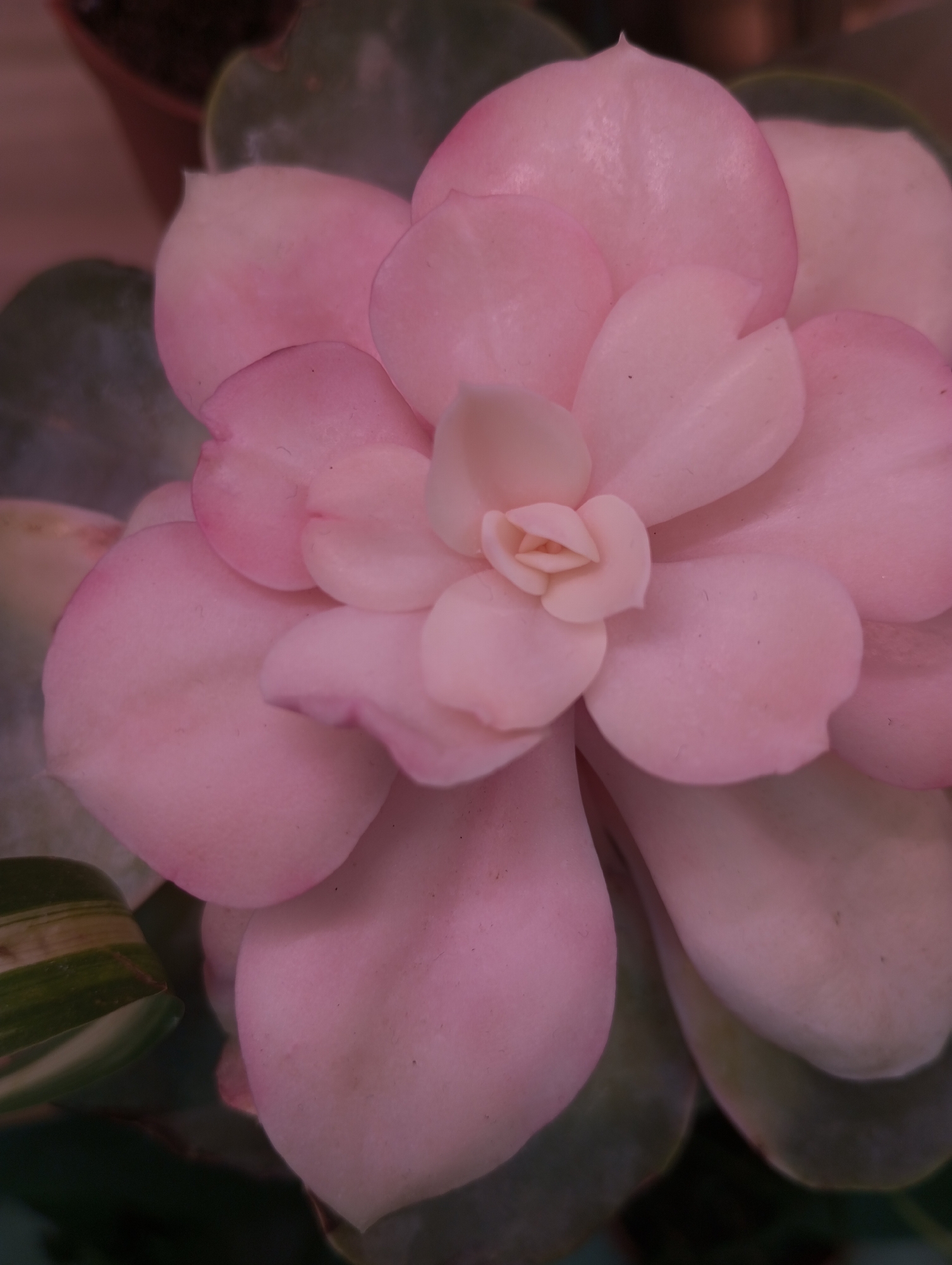 The image shows a succulent plant, possibly an Echeveria or similar species, in close-up. The plant features fleshy, rounded leaves arranged in a rosette pattern. The leaves exhibit a pale pink to light pink color, with some leaves showing subtle variations in shade. Some dark green and variegated green and cream colored leaves can be seen at the periphery of the rosette. The background is out of focus, with hints of a pot, and other plants. The scene appears to be indoors, possibly a home or greenhouse environment. There is no evidence that the photo was taken in the city of Izhevsk, Russia.