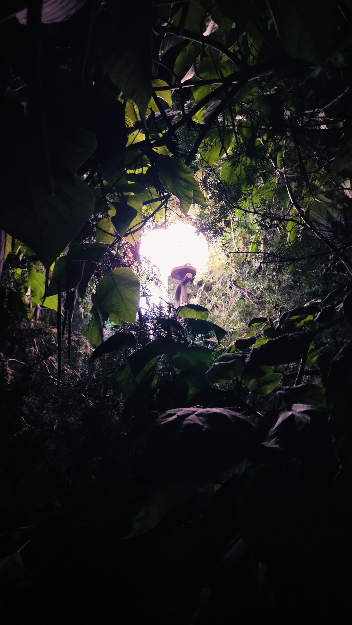 The image depicts a low-angle view of a street lamp surrounded by dense foliage. The lamp, illuminated by a bright light, is positioned centrally and appears to be partially obscured by leaves and branches. The surrounding vegetation is dark and lush, creating a somewhat enclosed and mysterious atmosphere. The scene is set at night, as indicated by the illumination of the lamp. No specific landmarks or details about the city of Horishni Plavni, Ukraine, are visible in the image.