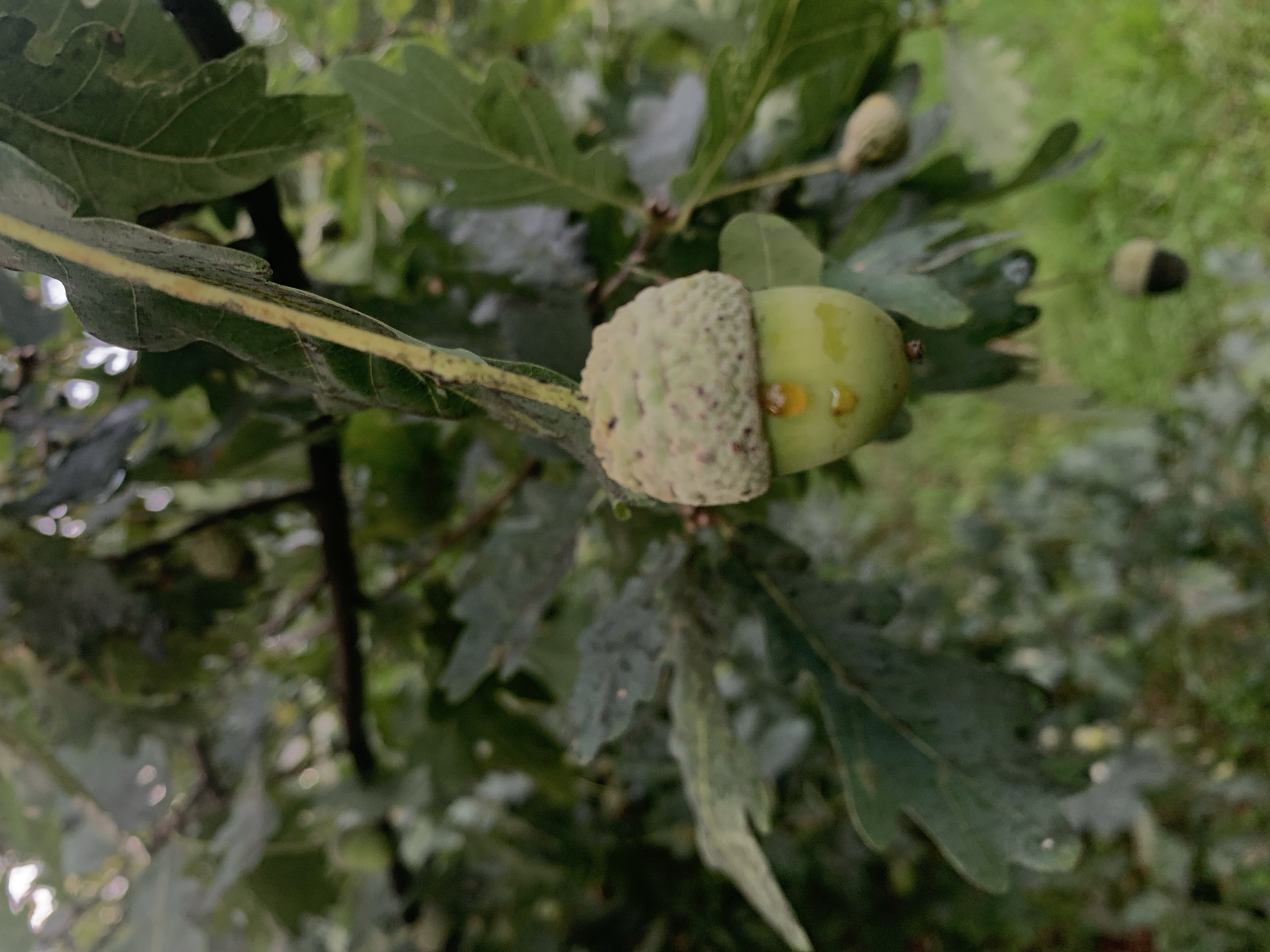 This is a close-up, vertical, outdoor photograph of an acorn hanging from an oak tree branch. The acorn is green and partially covered by its cap, which is textured and speckled. There are several drops of water on the acorn, suggesting recent rain. The background is composed of lush green oak leaves and branches, with some areas of bokeh indicating a shallow depth of field. The lighting is natural and diffused, typical of an overcast day. The location of this image is unknown and there is no information available to suggest it is in Poznan, Poland. There are no people or animals visible in the image.