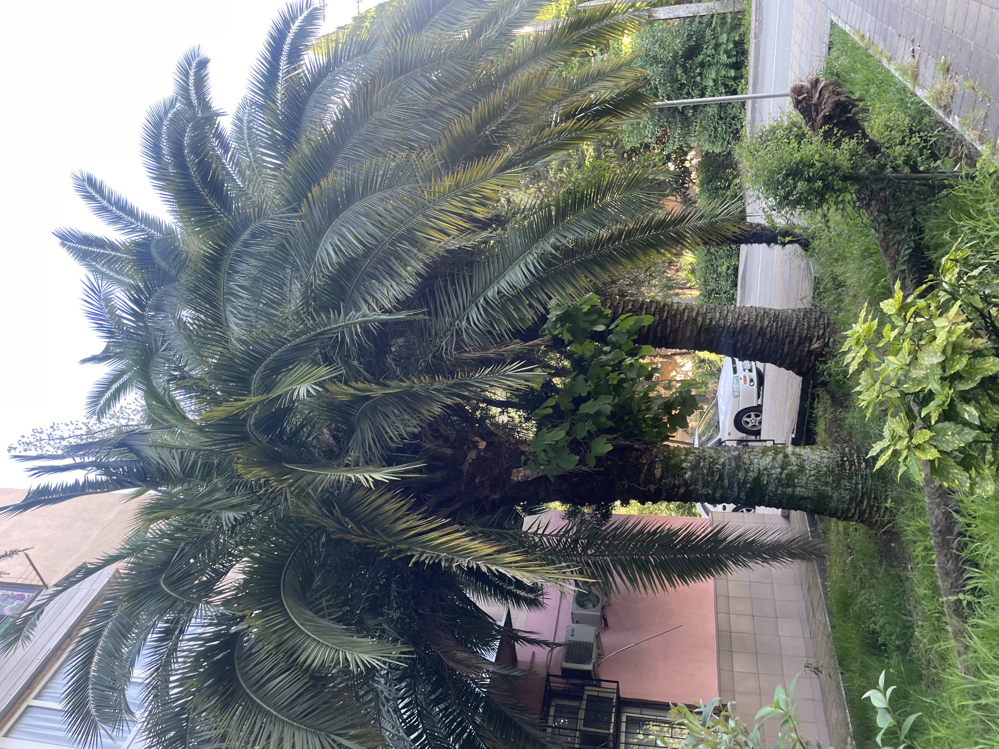The scene depicts an outdoor urban environment in Sochi, Russia, under bright daylight conditions. Three large palm trees with dense, dark green pinnate fronds dominate the center and right side of the frame. The trunks of these palm trees are visible, with the two closest ones exhibiting a textured, dark bark partially covered in green moss or lichen.
On the left, a multi-story building, likely residential, features a pink-salmon colored stucco facade on its lower section, topped by lighter, horizontal siding on the upper visible portion. Two white air conditioning units are mounted on the pink stucco wall. A window with dark framing and a security grille is visible on the lower left of the building, and another window is partially visible higher up.
The foreground consists of a strip of unkempt green grass interspersed with various smaller green plants and bushes. A fallen palm trunk, partially overgrown with grass and other vegetation, lies horizontally in this grassy area in the lower foreground.
To the right, a paved pedestrian sidewalk, constructed from grey rectangular pavers, runs parallel to an asphalt road. A white passenger car is parked on the far side of the grassy strip, partially obscured by the palm trees, with its front end visible. Further along the road, dense green trees and bushes line the street, and a black streetlight pole is visible. No individuals are present in the image.